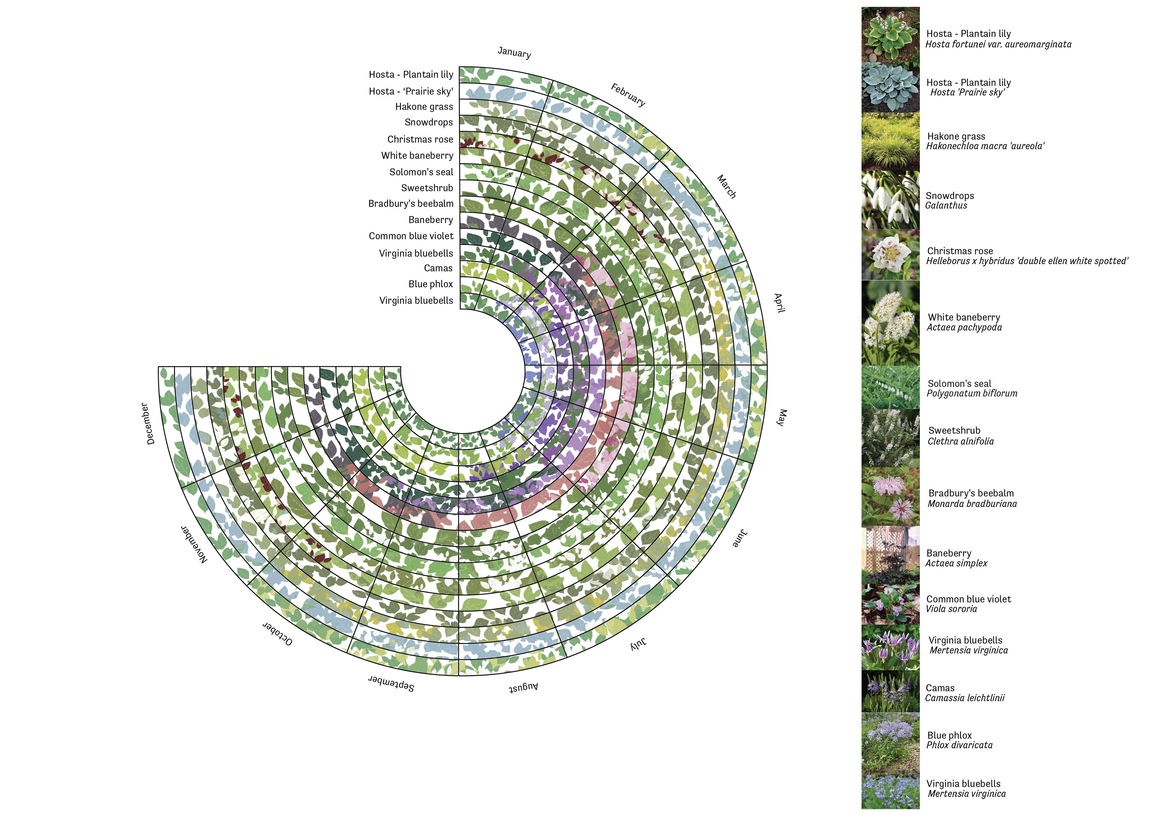 Forest Garden Phenology