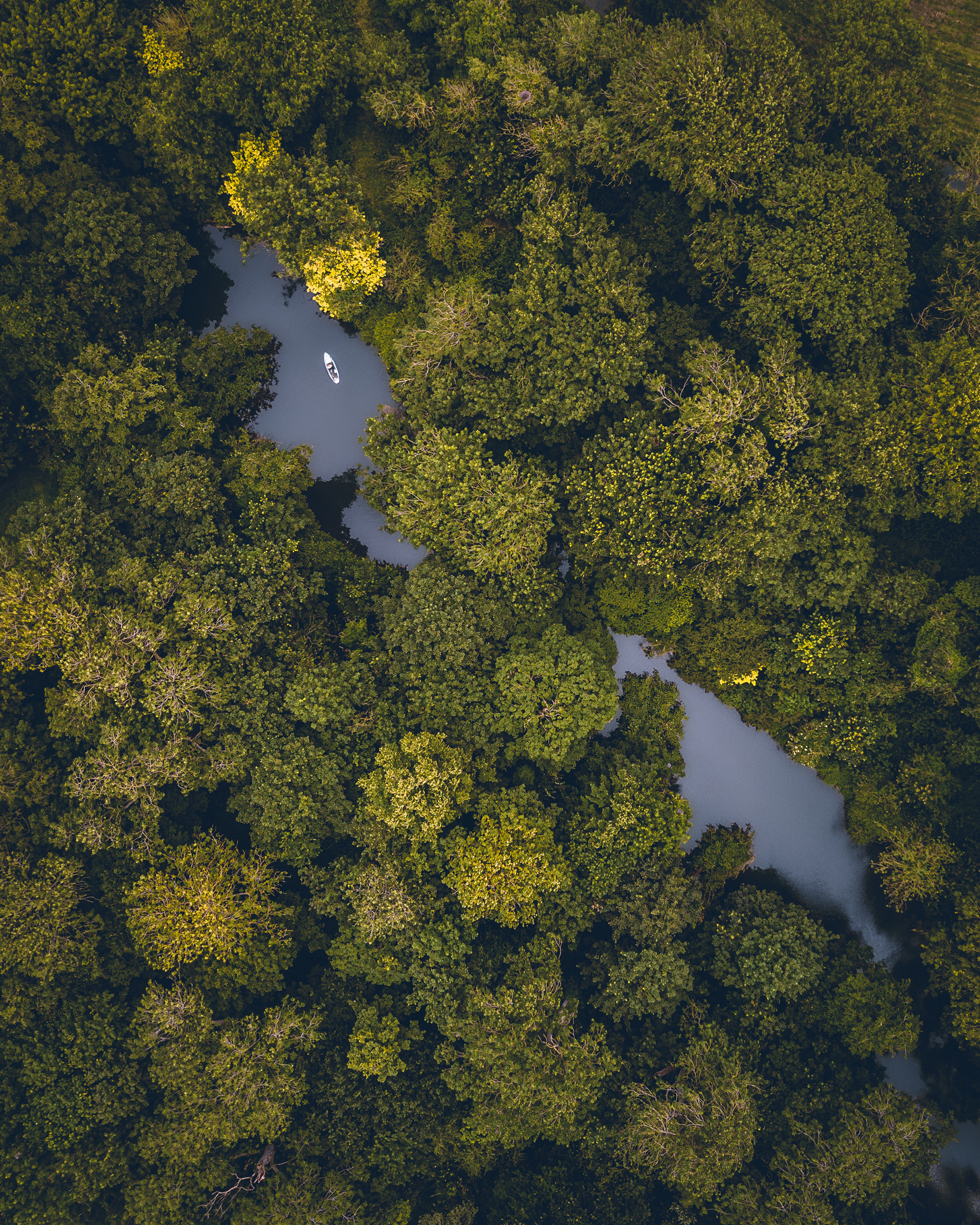 Top-down aerial photography print of a paddle boarding surrounded by dense foilage by river Cam in Cambridge