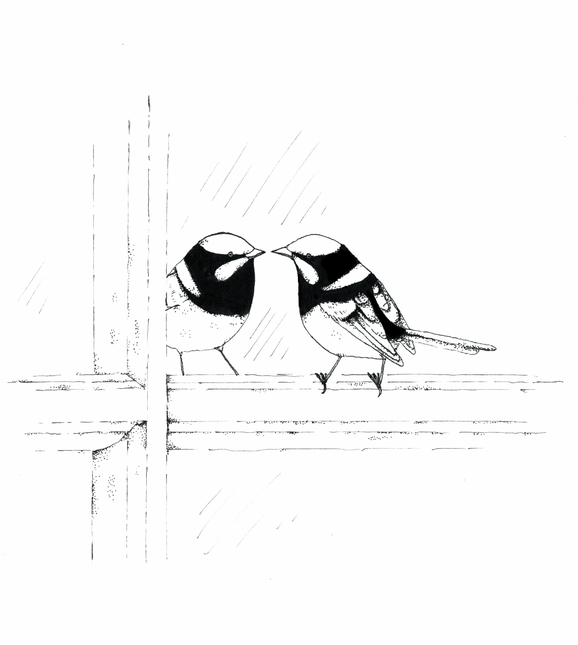 Part opener illustrations for 'Why do Birds do That?', Allen & Unwin, 2022