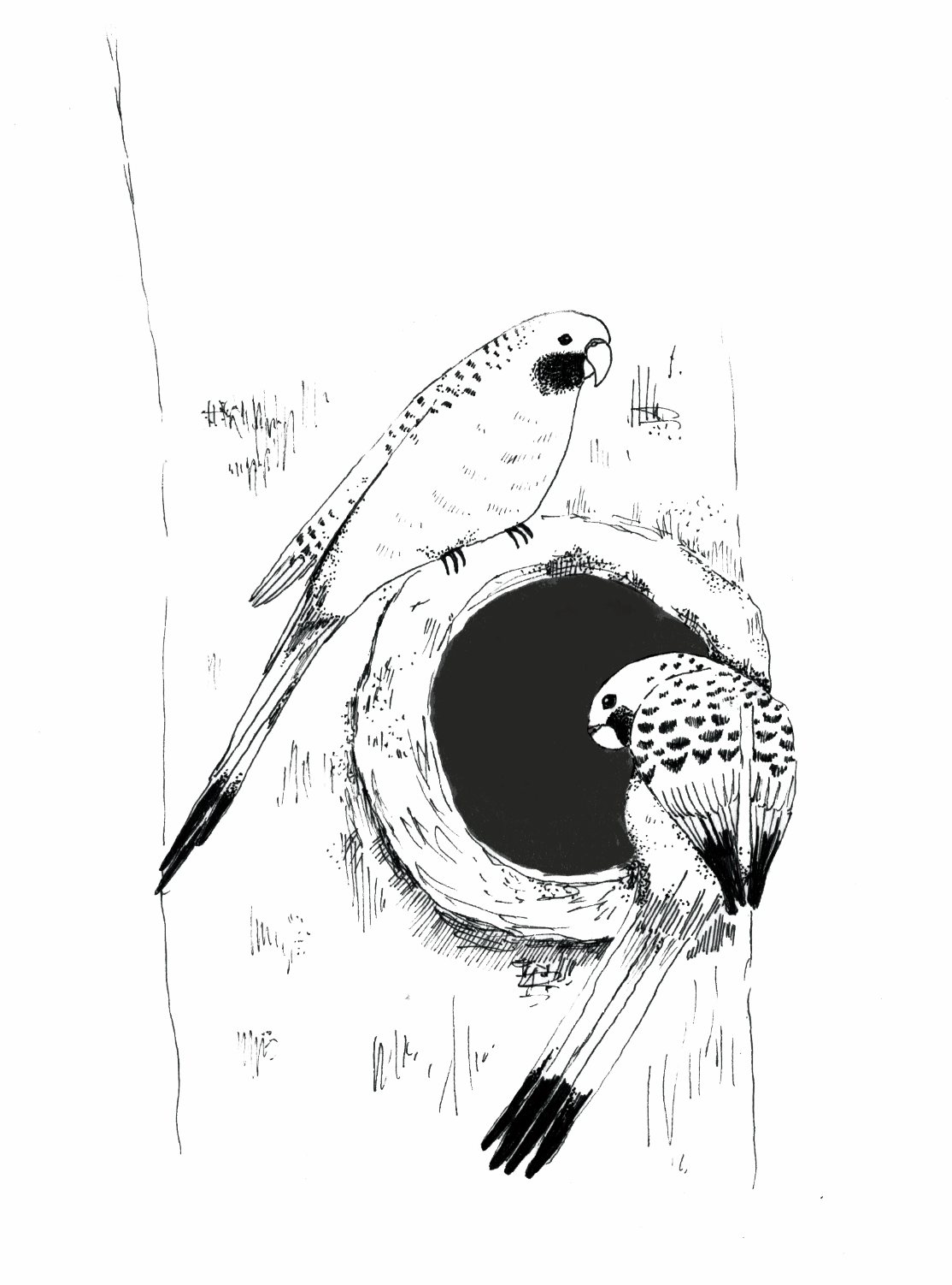 Part opener illustrations for 'Why do Birds do That?', Allen & Unwin, 2022