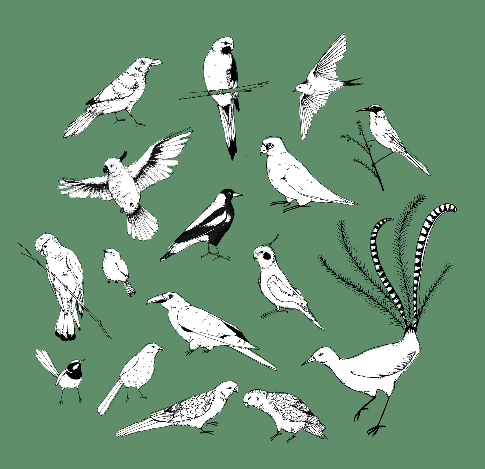 Chapter Opener illustrations for 'Your Backyard Birds', Allen & Unwin, 2019