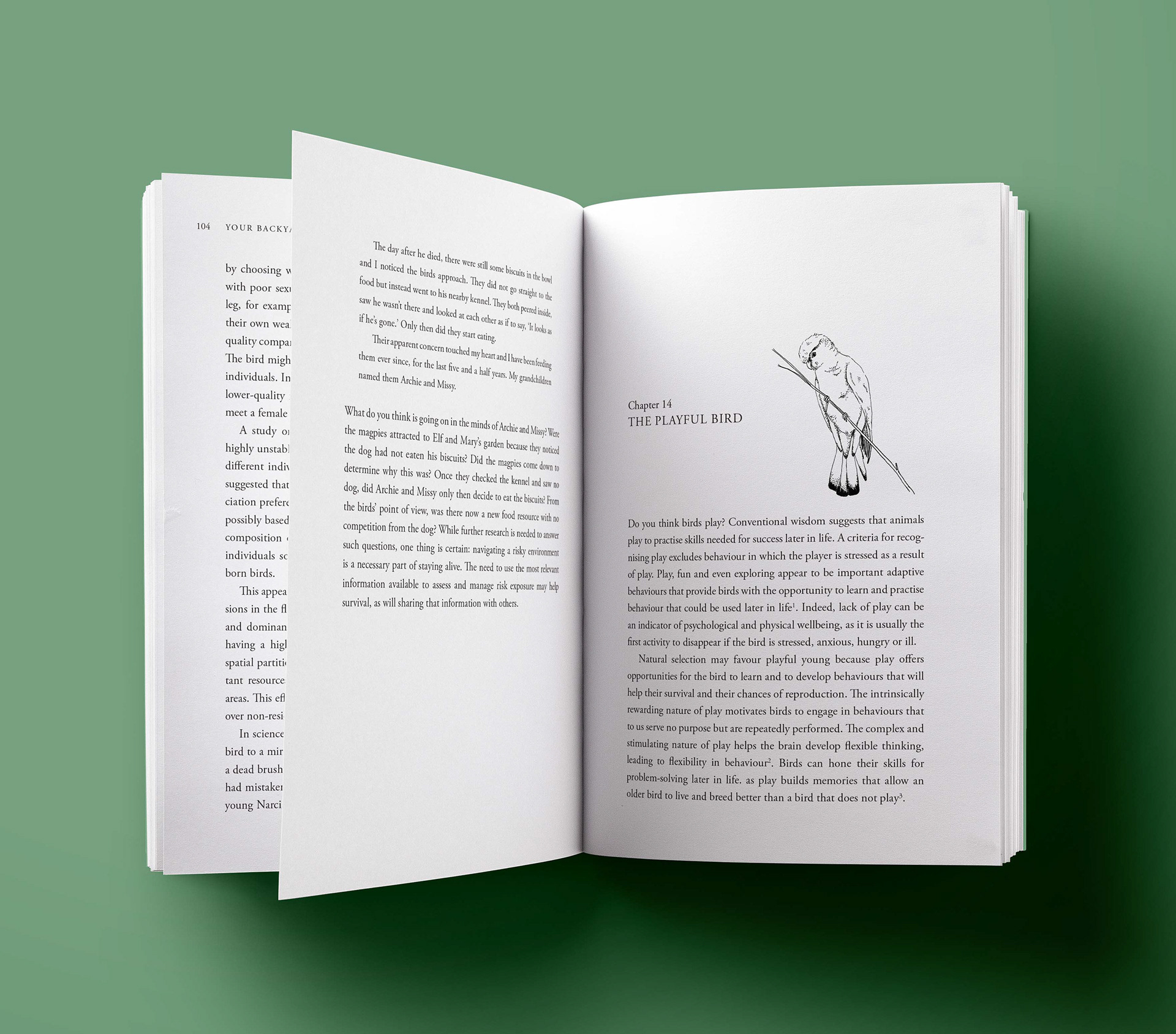 Chapter Opener illustrations for 'Your Backyard Birds', Allen & Unwin, 2019
