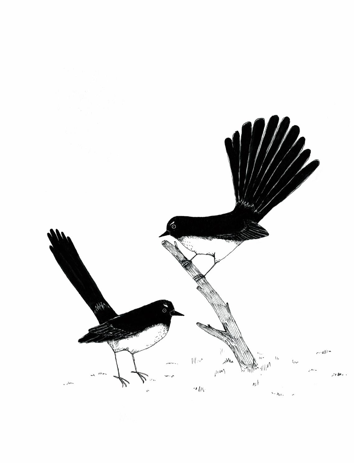 Chapter Opener illustrations for 'Your Backyard Birds', Allen & Unwin, 2019