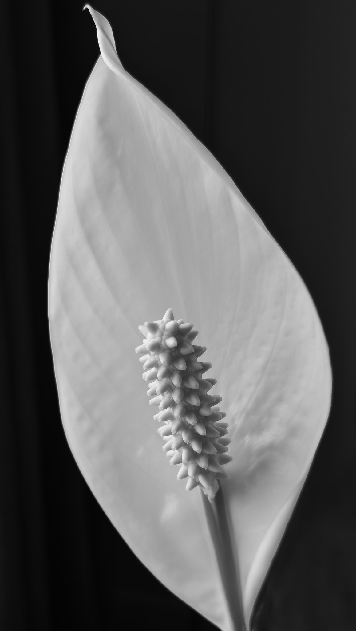 Peace lilly, 2025