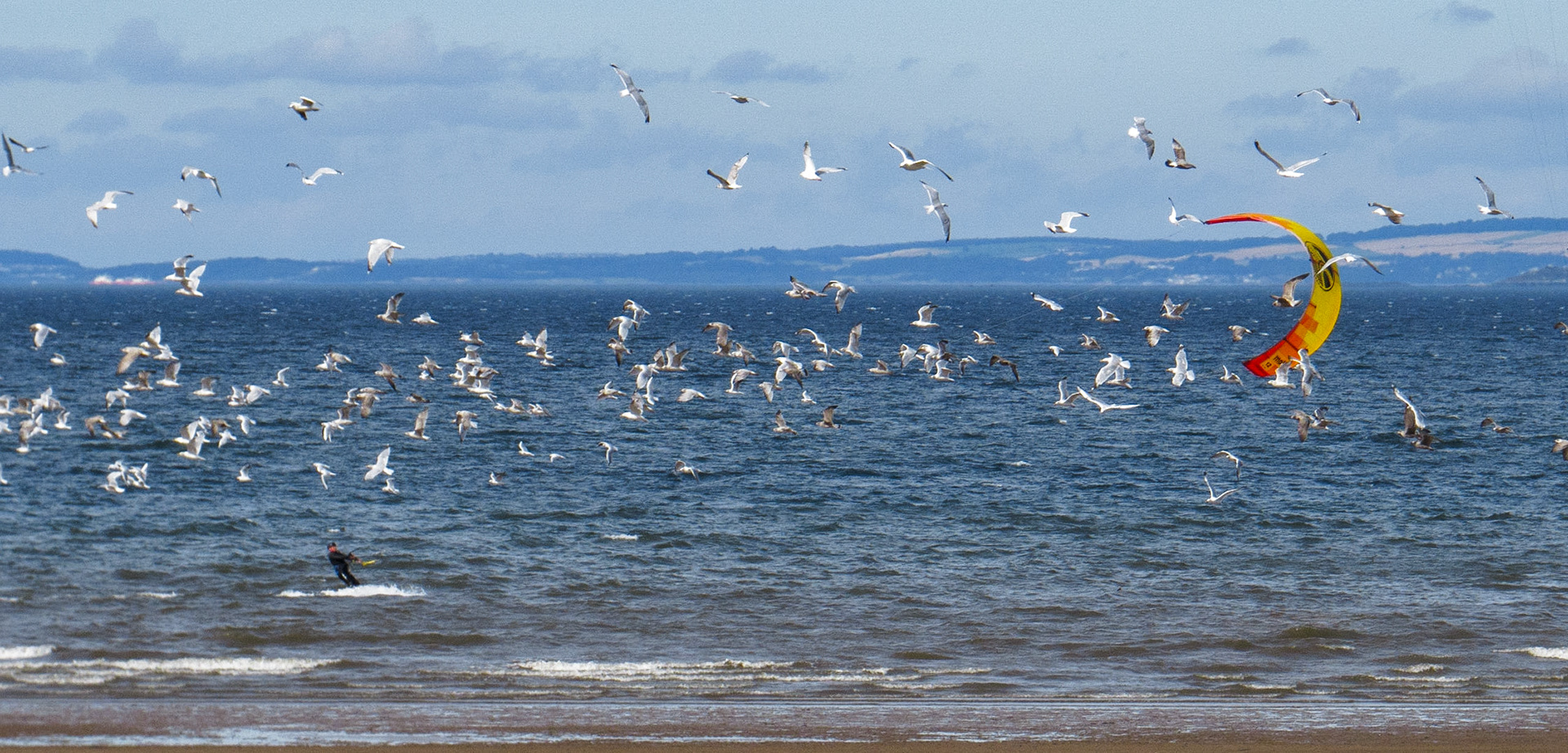 Windsurfer and gulls, Longniddry Bents, 2023