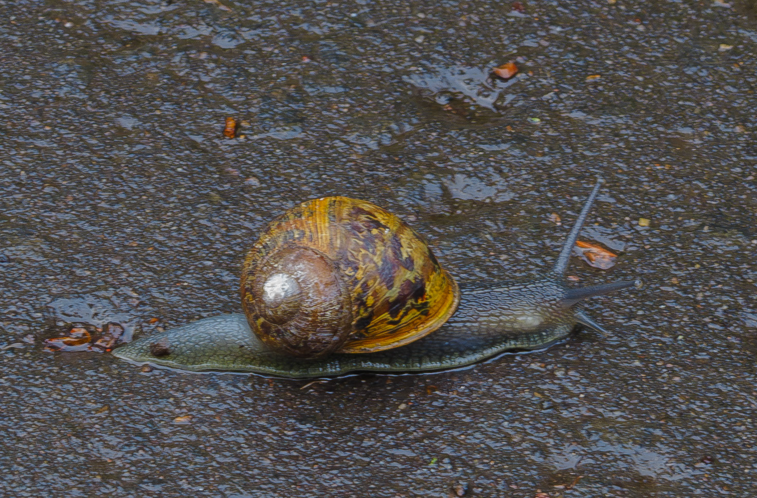 Snail, Roslin 2026