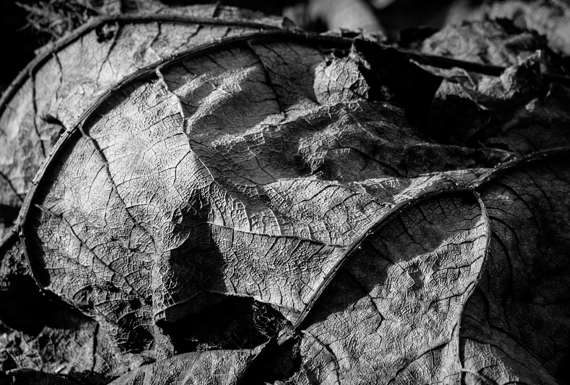 Decaying Gunnera, leaves, Royal Botanic Garden, Edinburgh, 2015