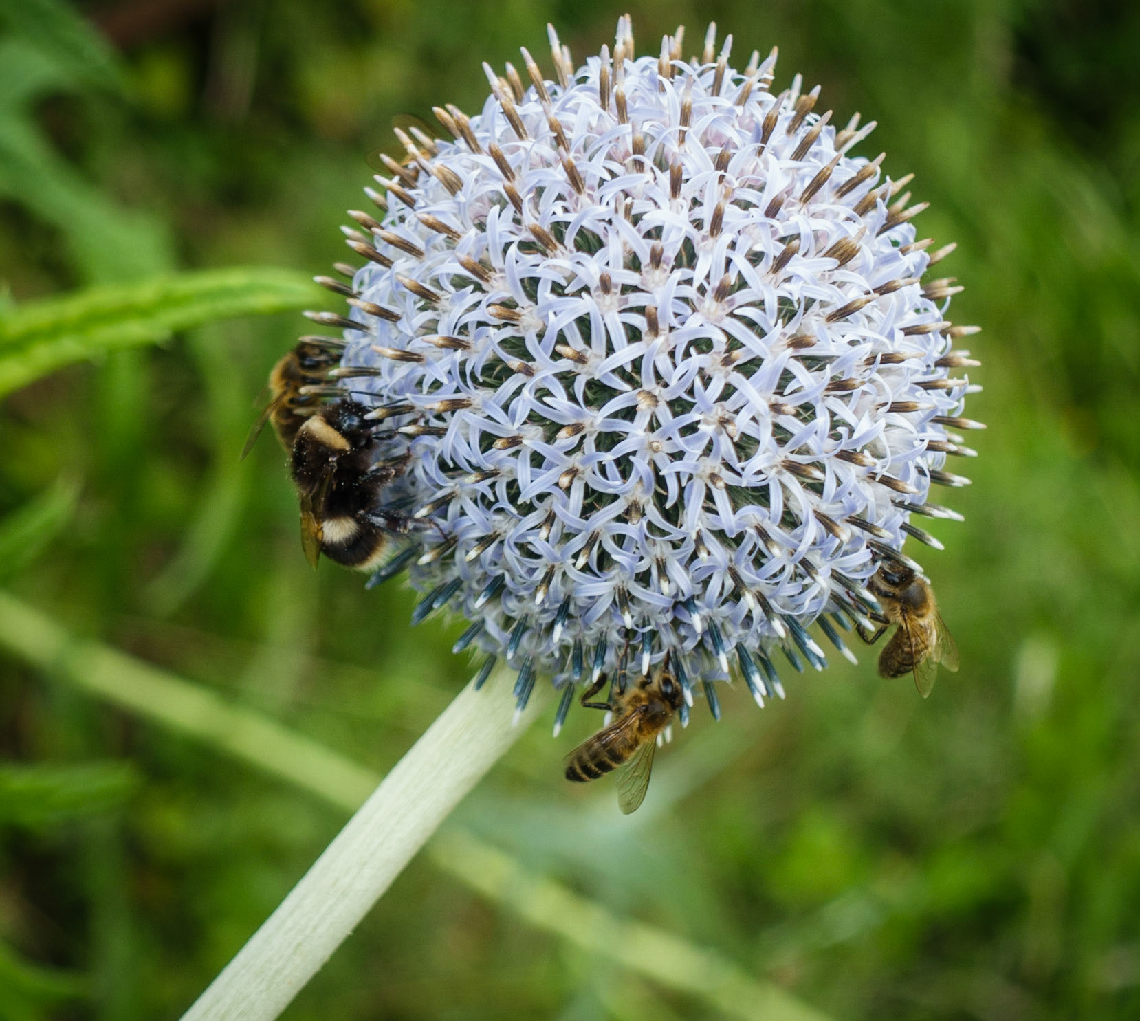 Bees on Allium, Polton, 2020
