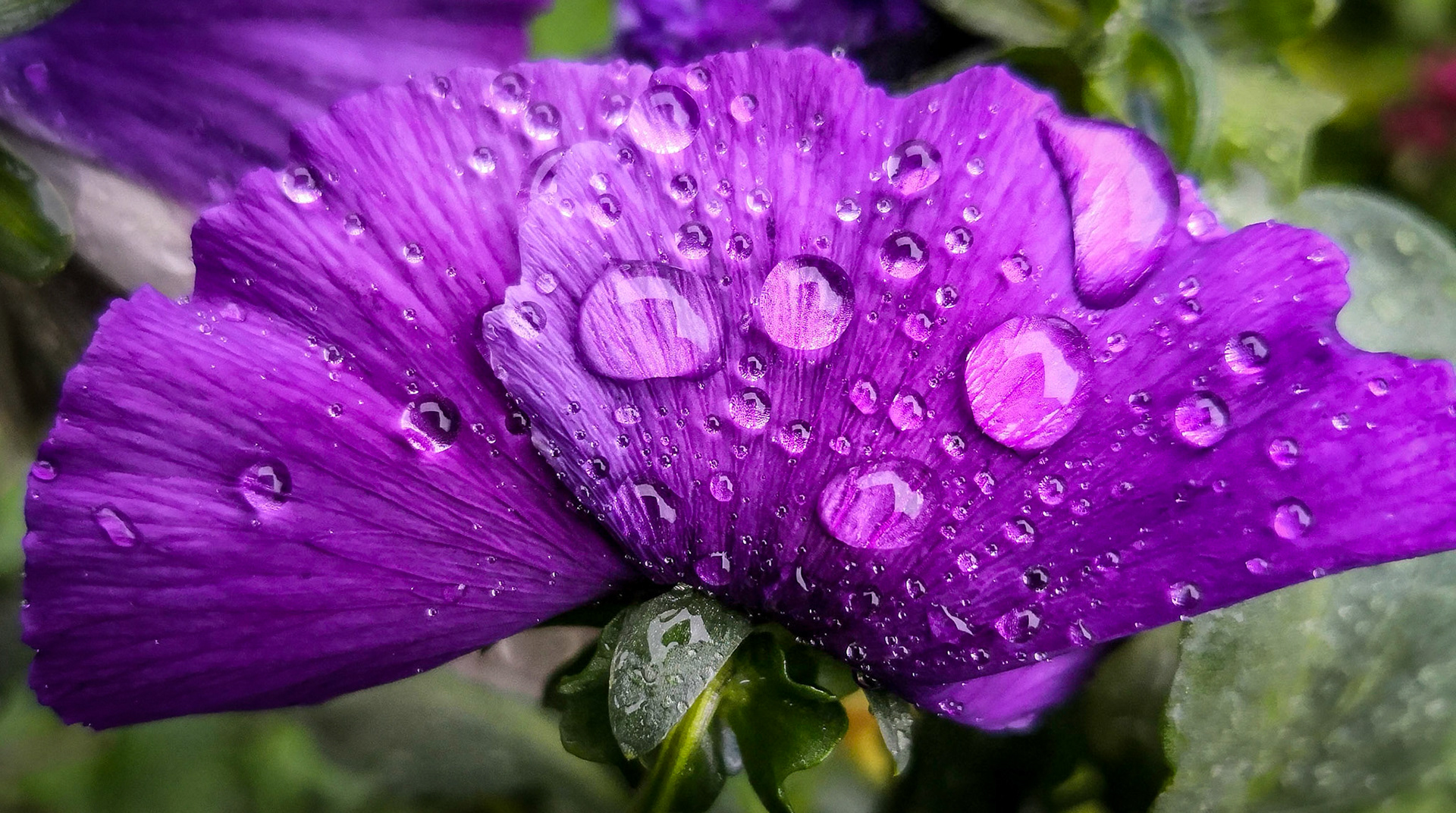 Pansy, Janebank, 2020