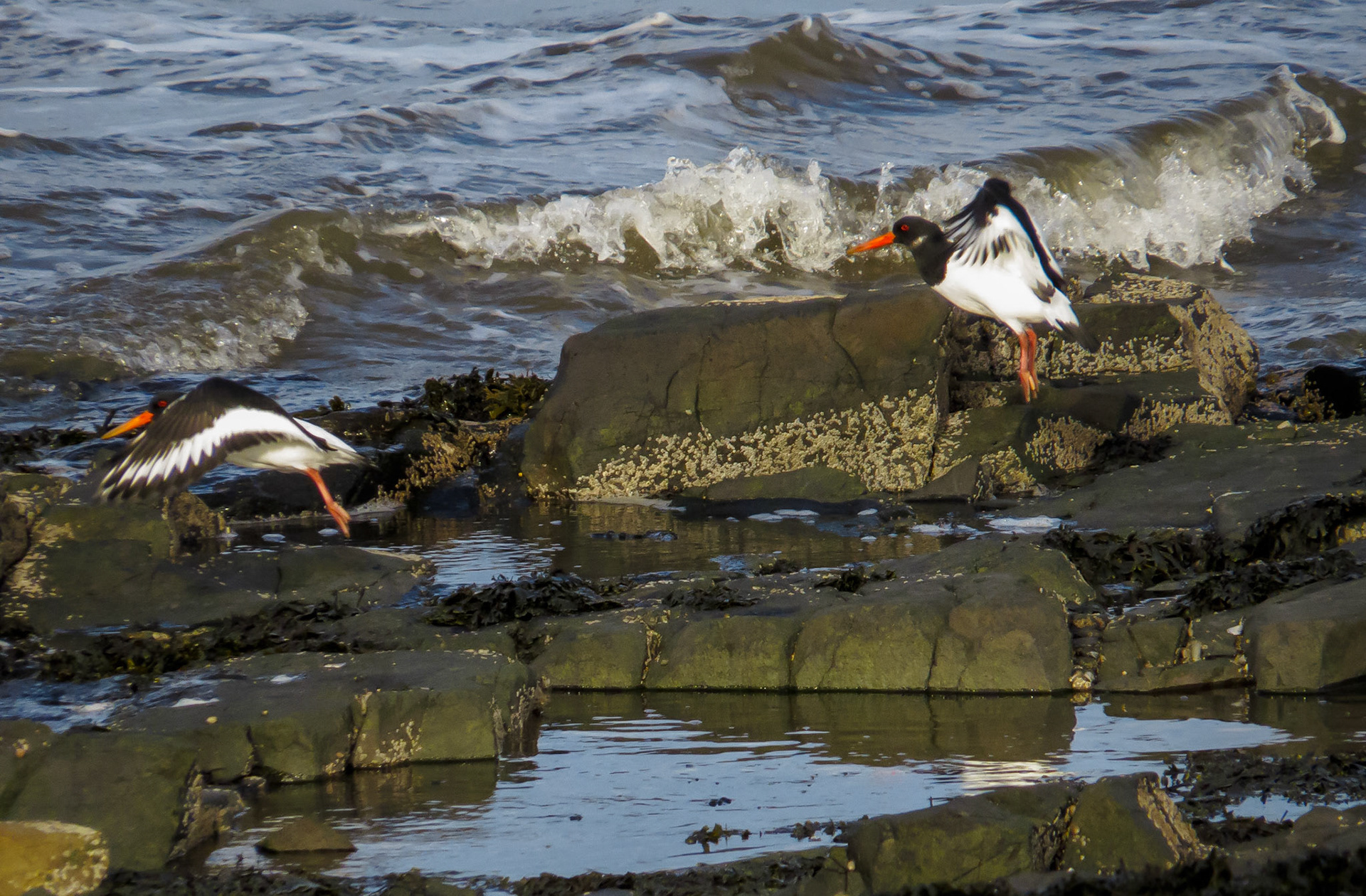 Oystercatchers, Longniddry Bents, 2021