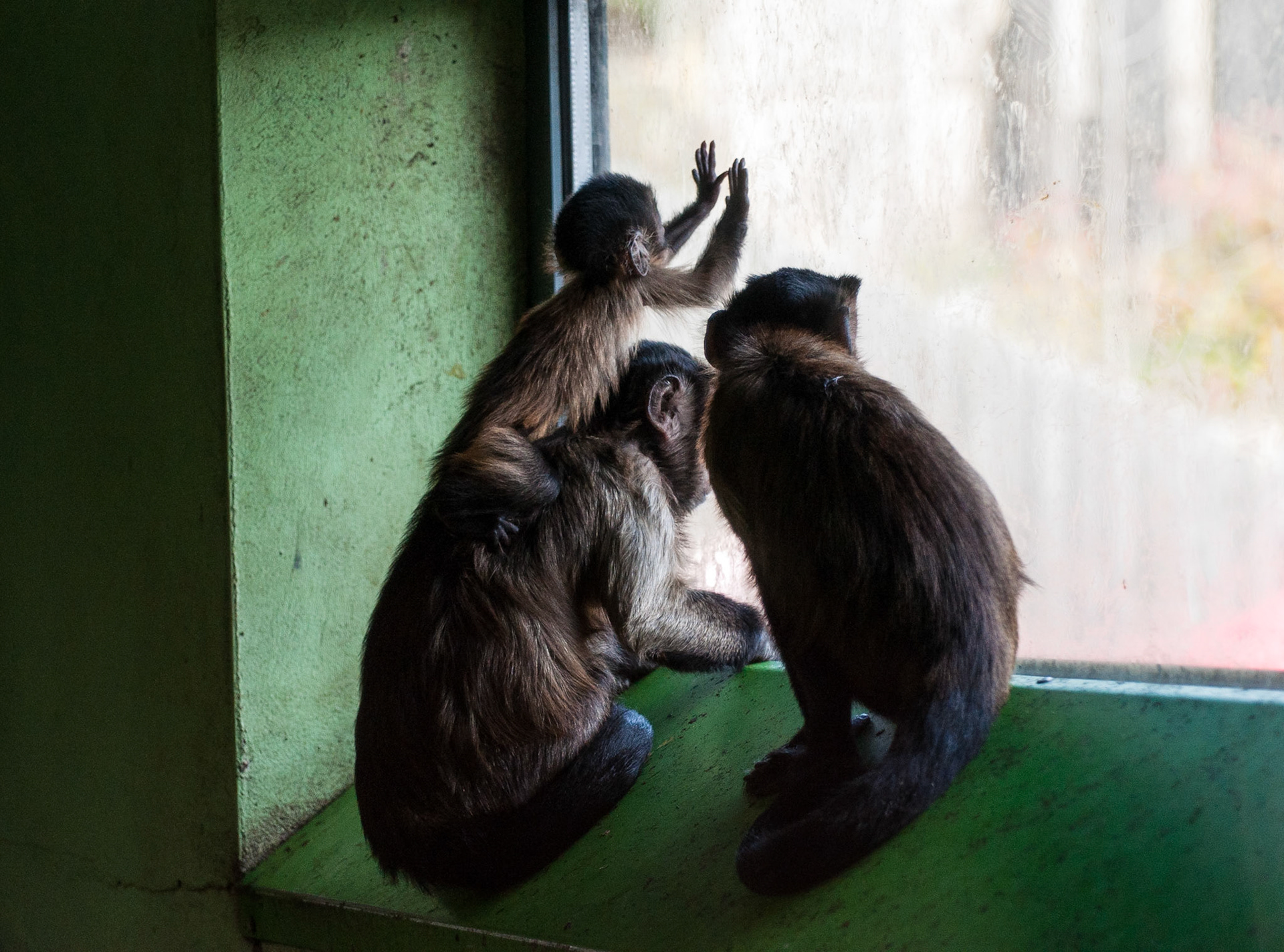 Monkeys, Edinburgh Zoo, 2012