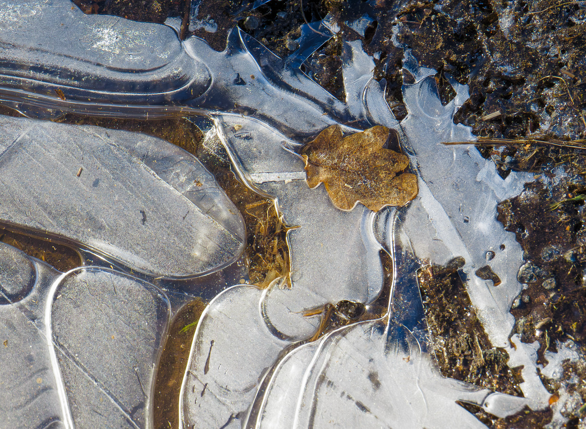 Icescape, Roslin, 2026