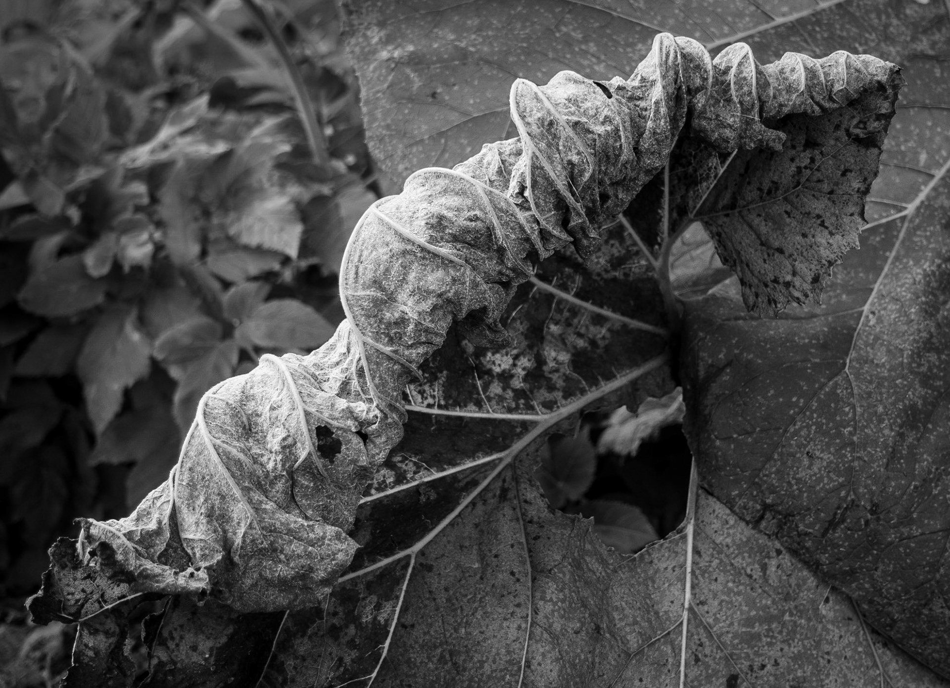 Leaf, Lasswade, 2021