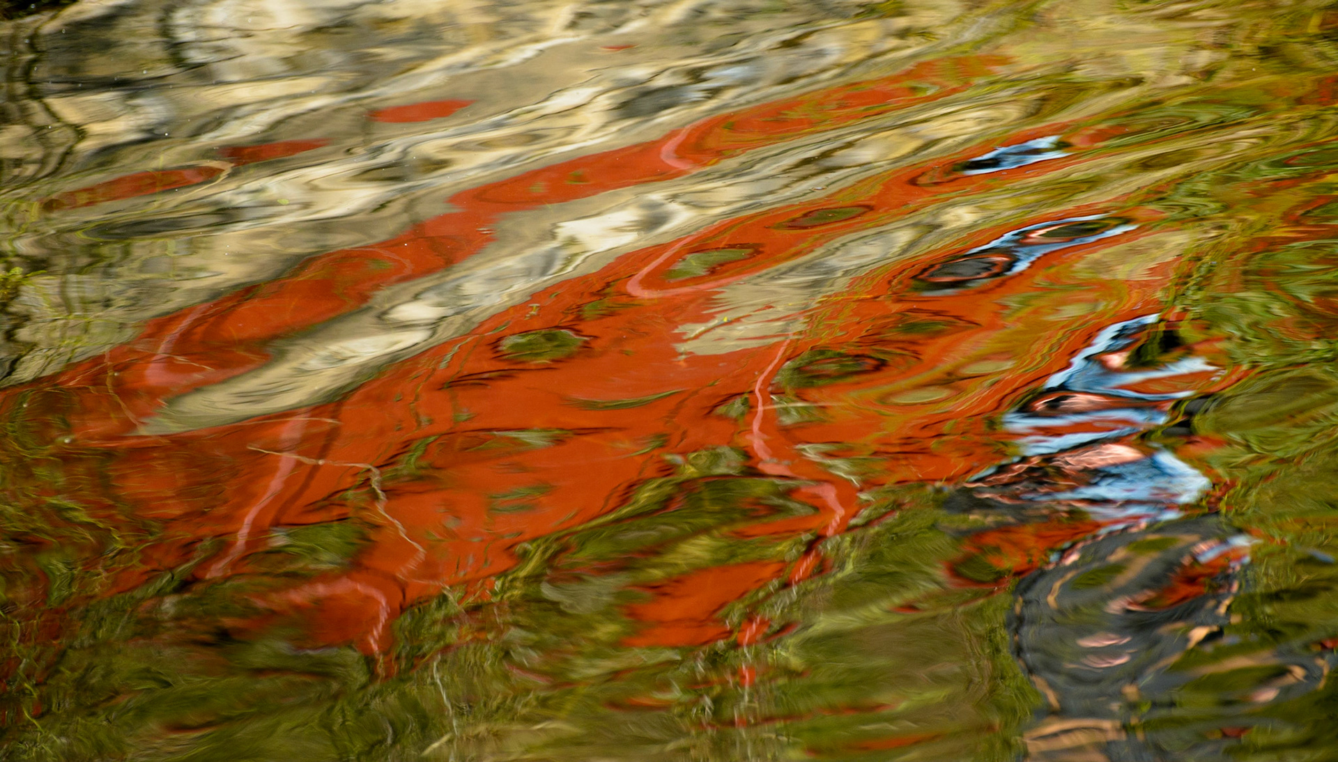 Reflection, Chinese Hillside, Royal Botanic Garden, Edinburgh, 2015