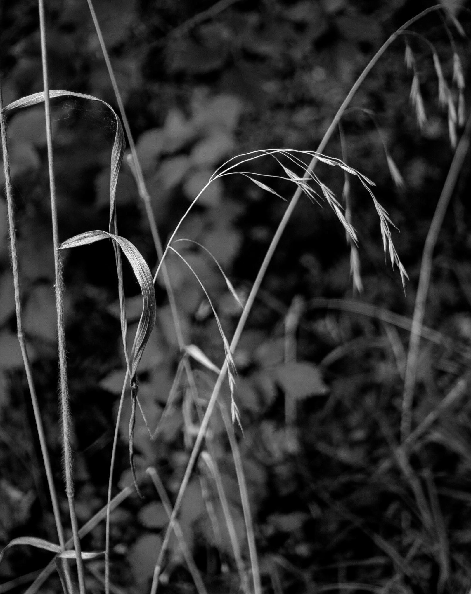 Grasses, Dalkeith Country Park, 2020