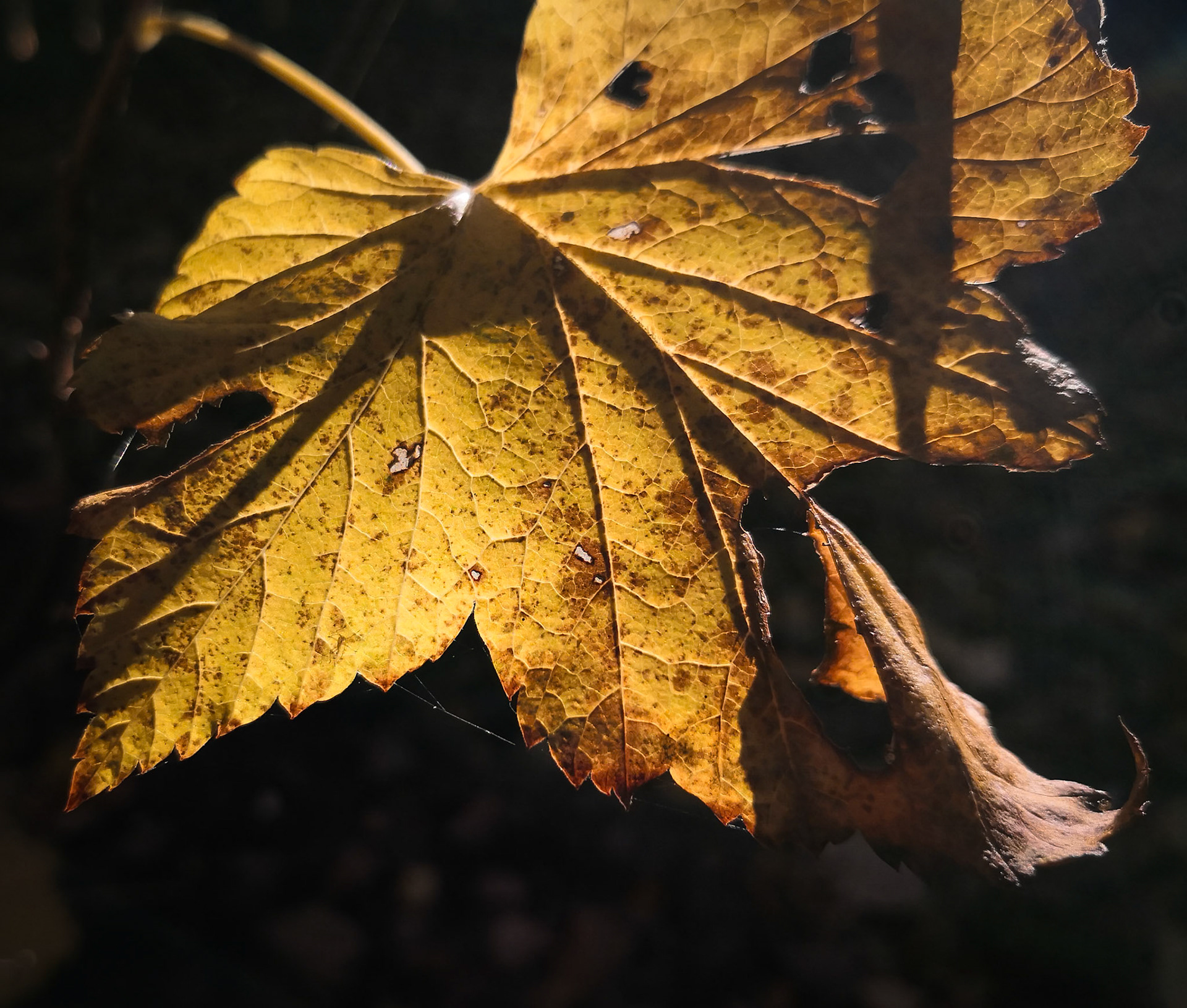 Blackcurrant leaf in autumn, Janebank, 2020