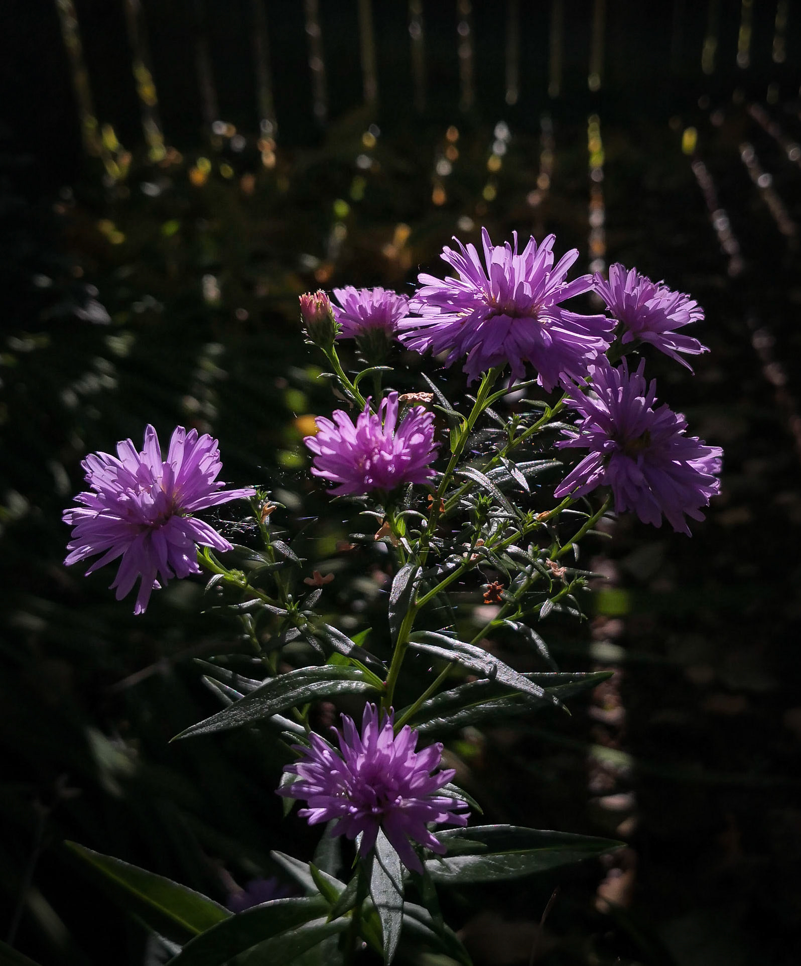 Michaelmas daisies, Janebank, 2020