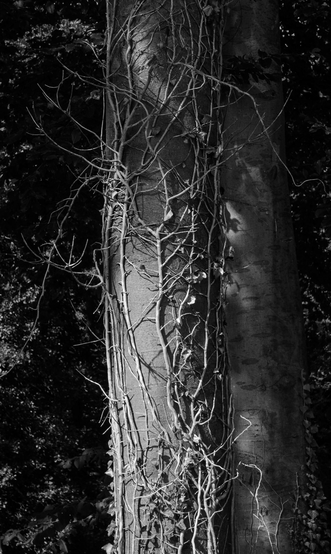 Ivy on tree, Dalkeith Country Park, 2020