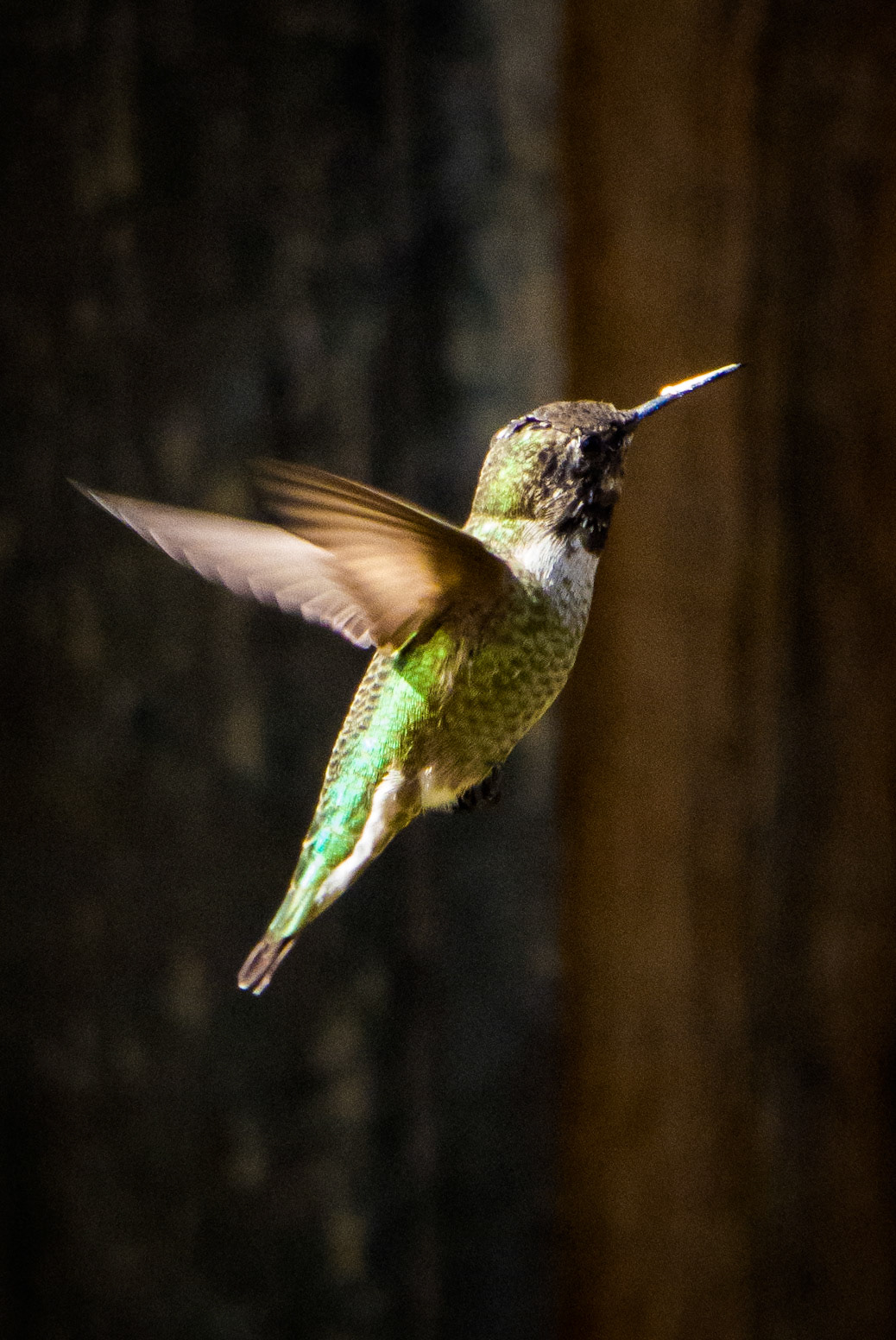 Hummingbird, Dana Avenue, Calfornia, 2013