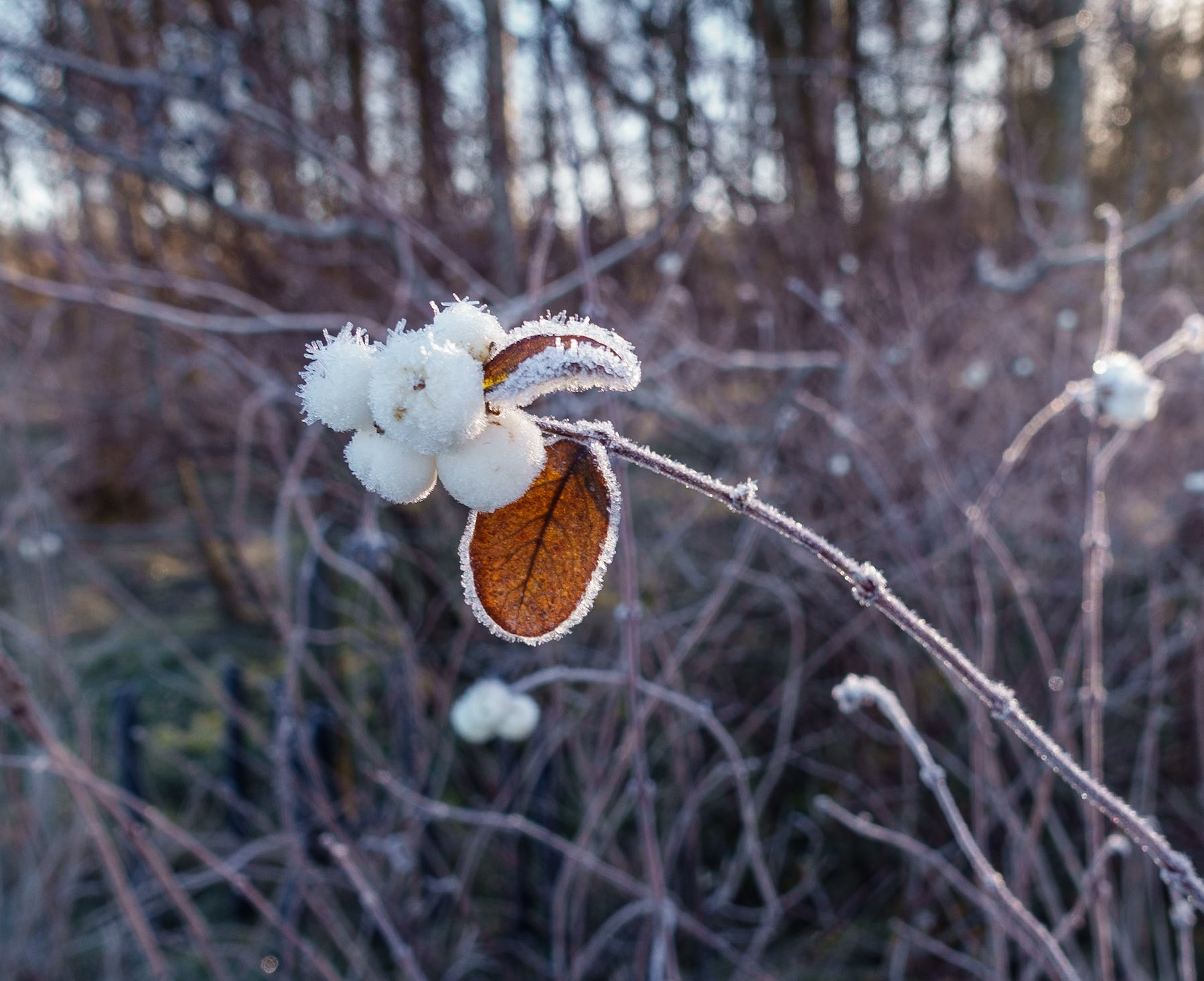 Frosted plants, Roslin Moat, 2024