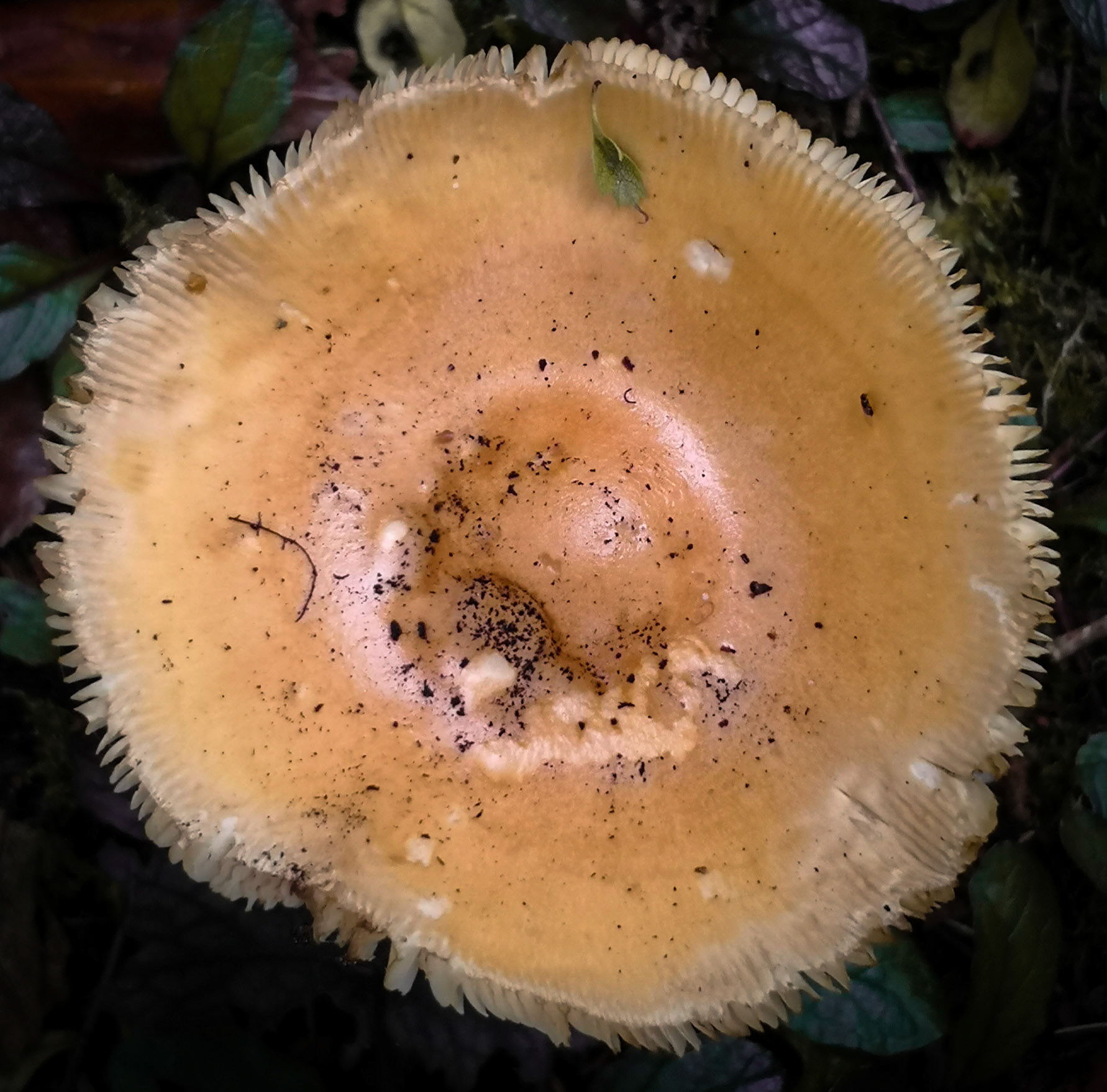 Fungi, Janebank, 2020