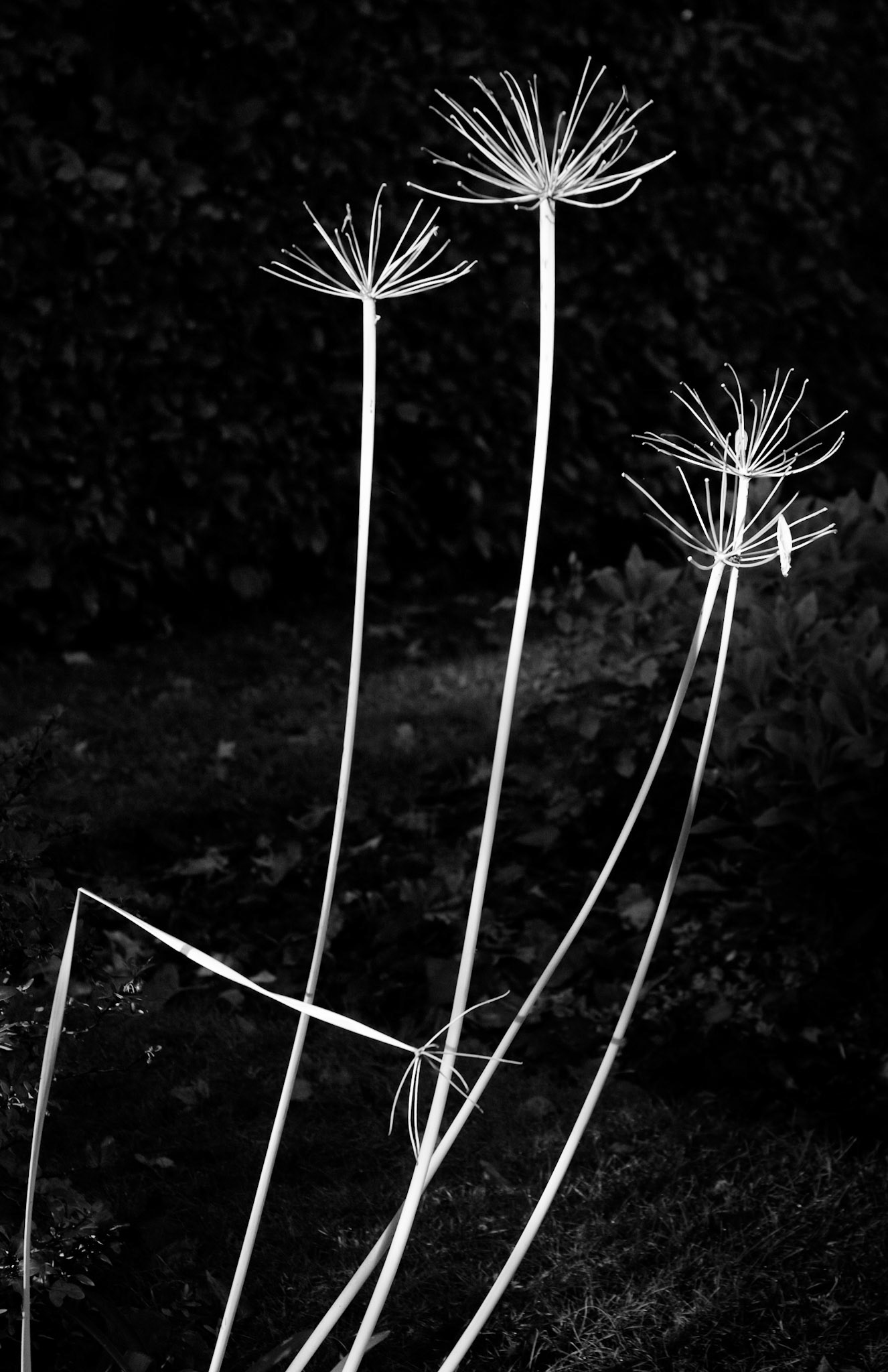 Agapanthus, Janebank, Broomieknowe, Lasswade, 2008