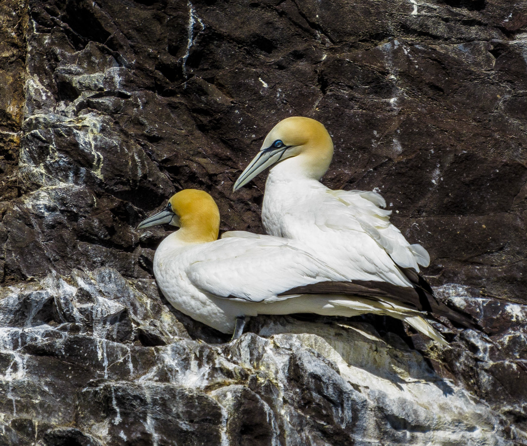 Gannets on the Bass Rock, 2022