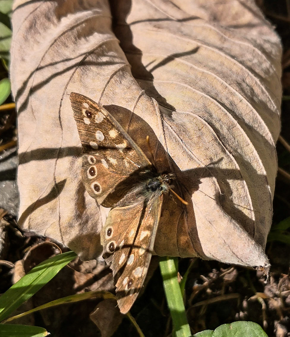 Speckled Wood Butterfly, Broomieknowe, 2021