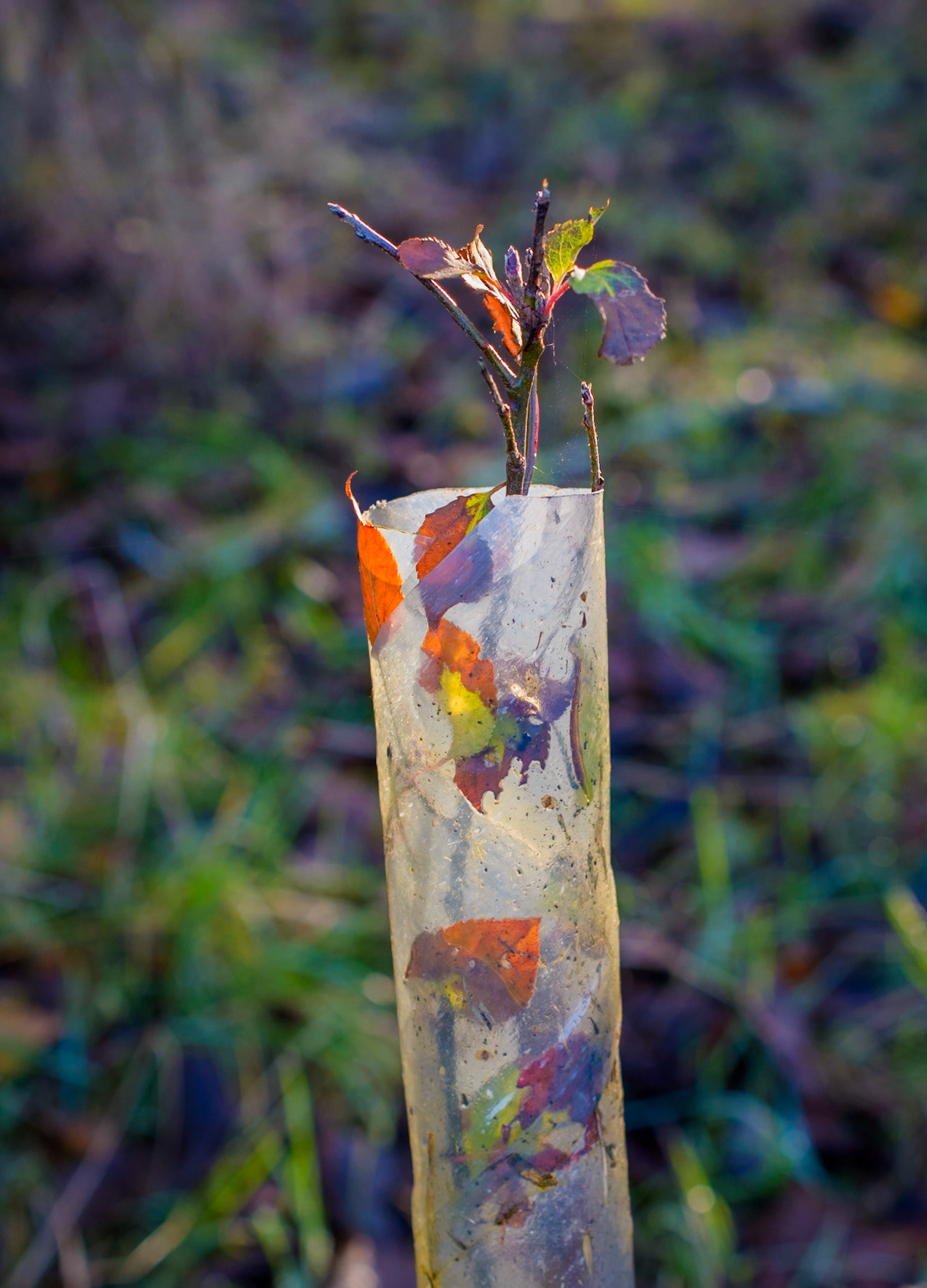 Tree seedling, Roslin Moat, 2025