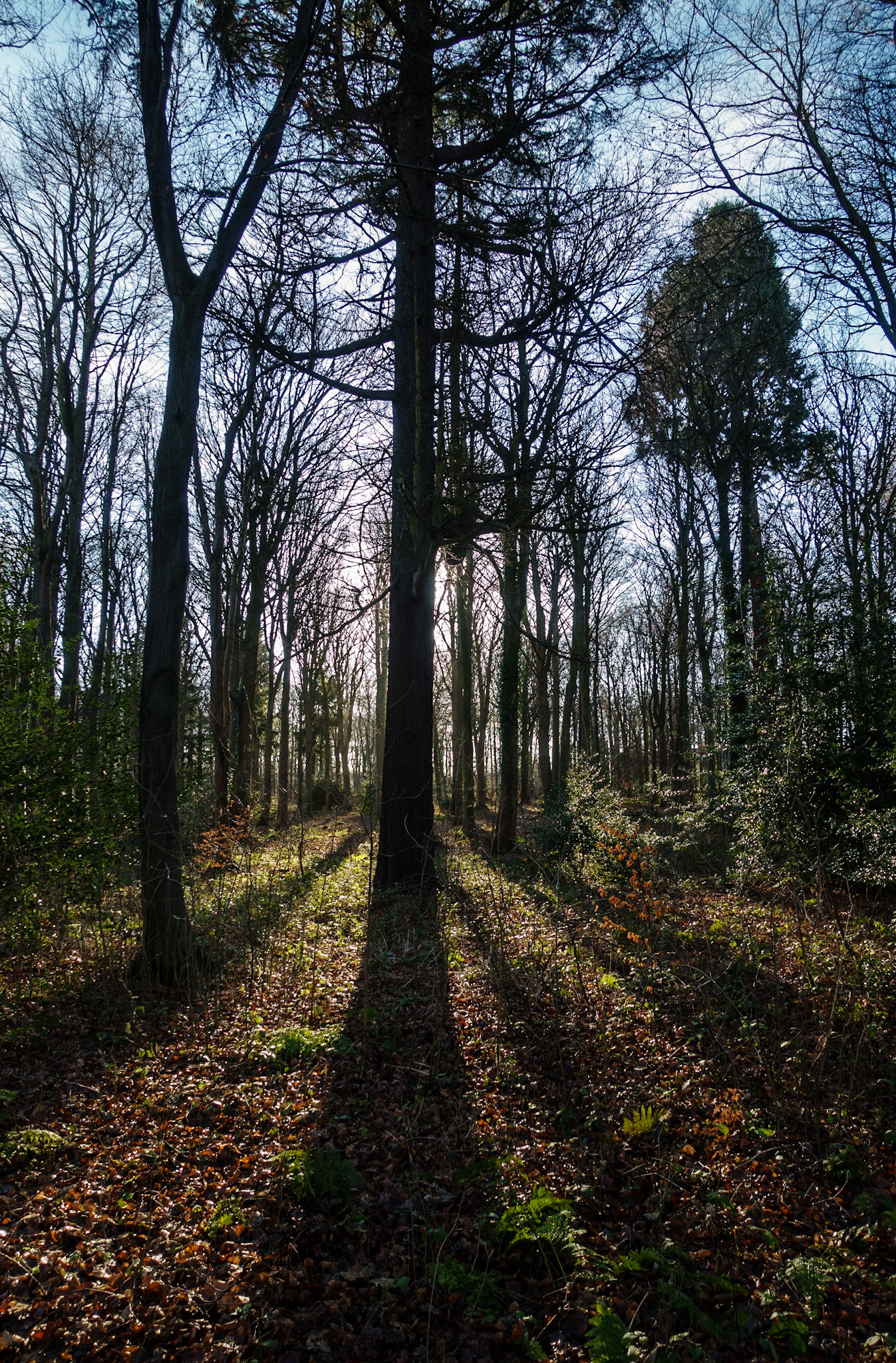 Dalkeith Country Park, 2022