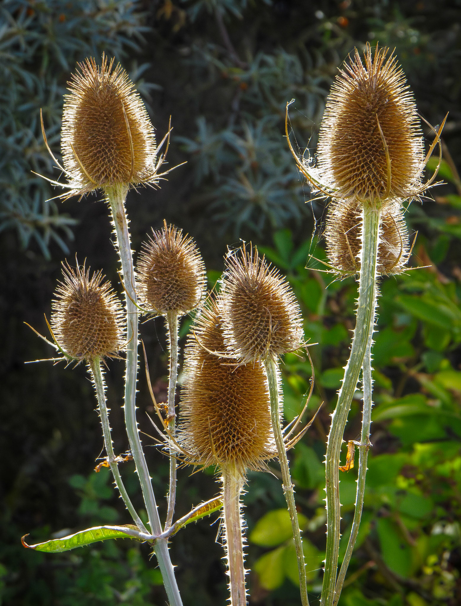 Teasels, Longniddry Bents, 2023