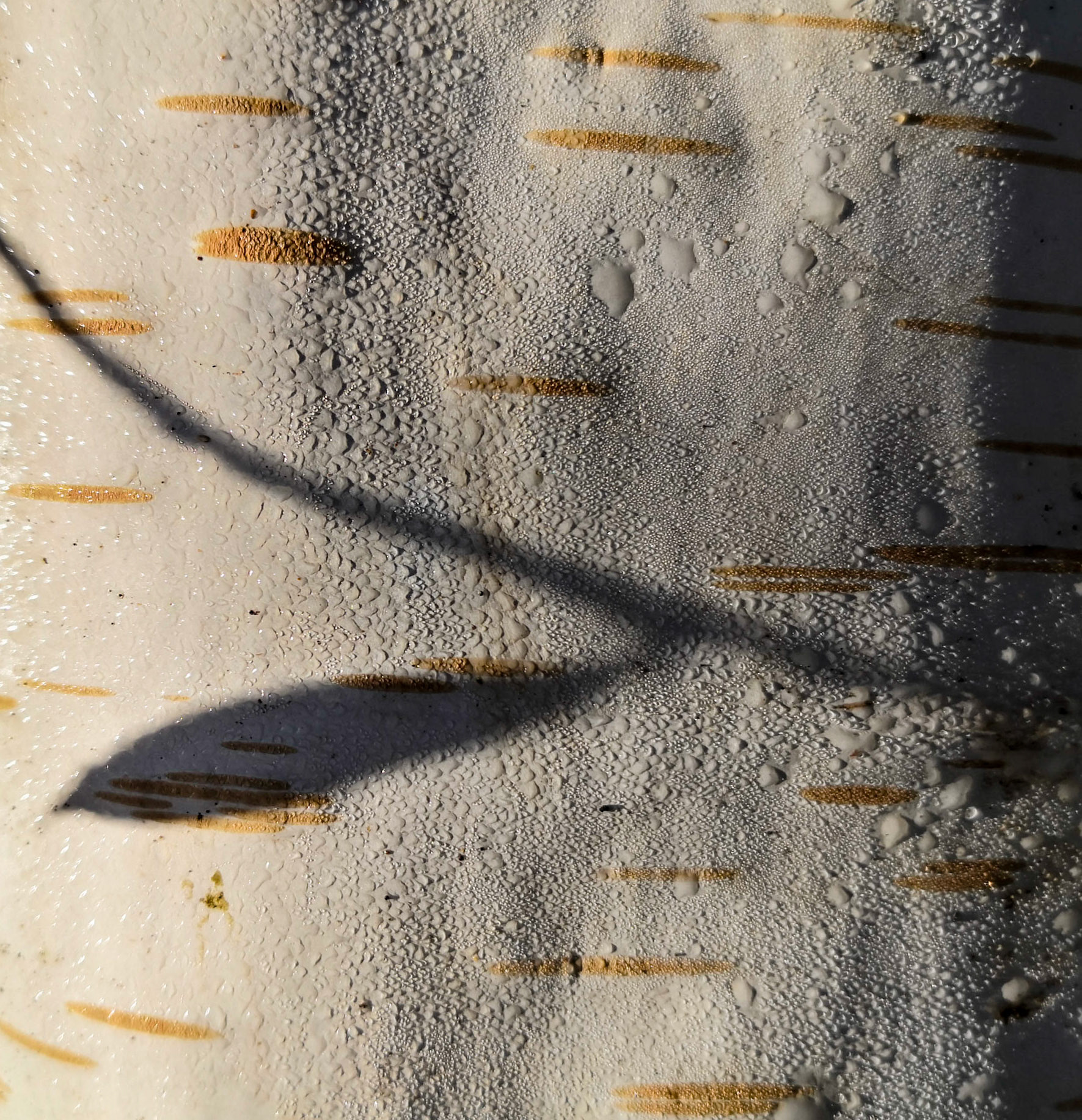 Paperbark birch, Janebank, 2021