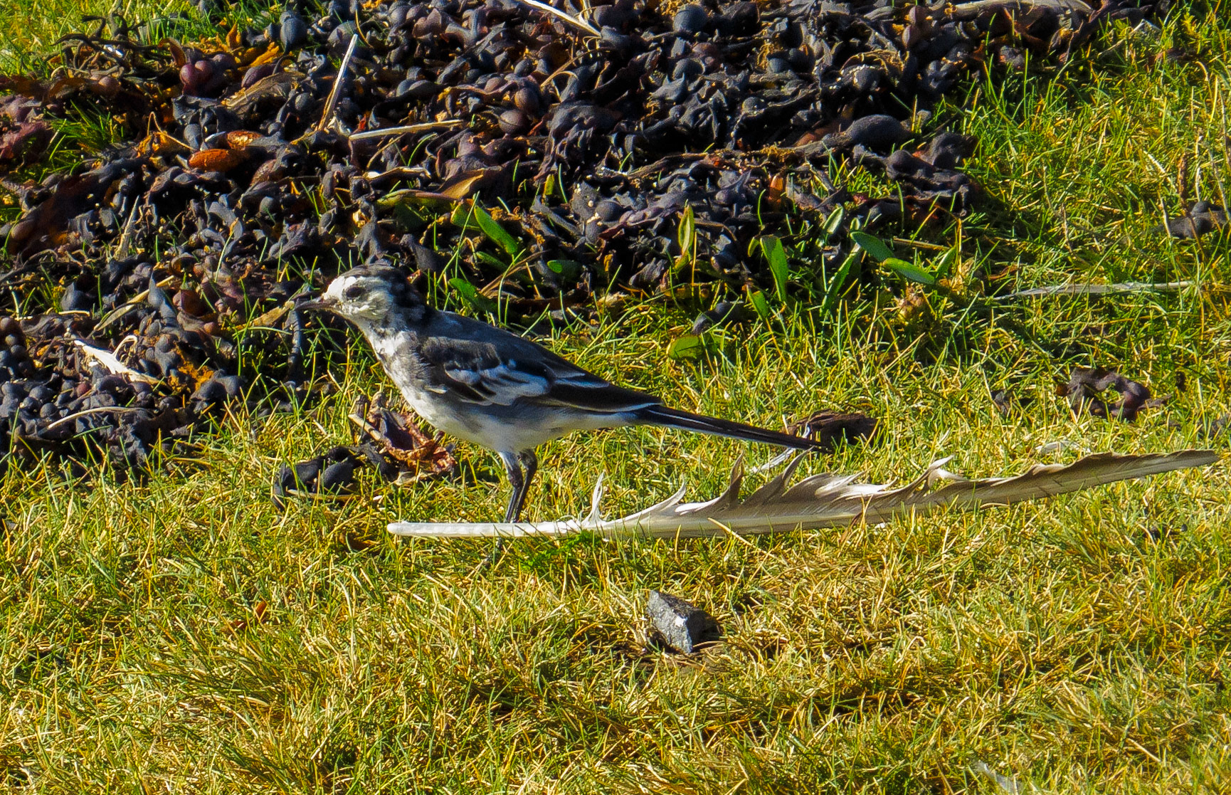 Pied Wagtail, Longniddry Bents, 2021