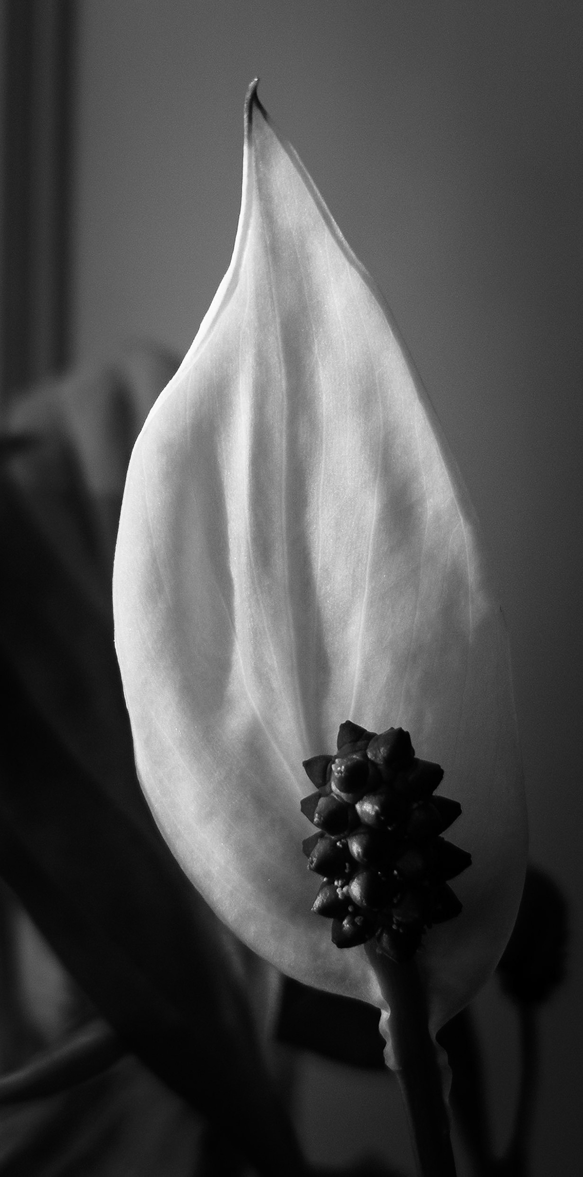 Peace Lilly, Janebank, 2021