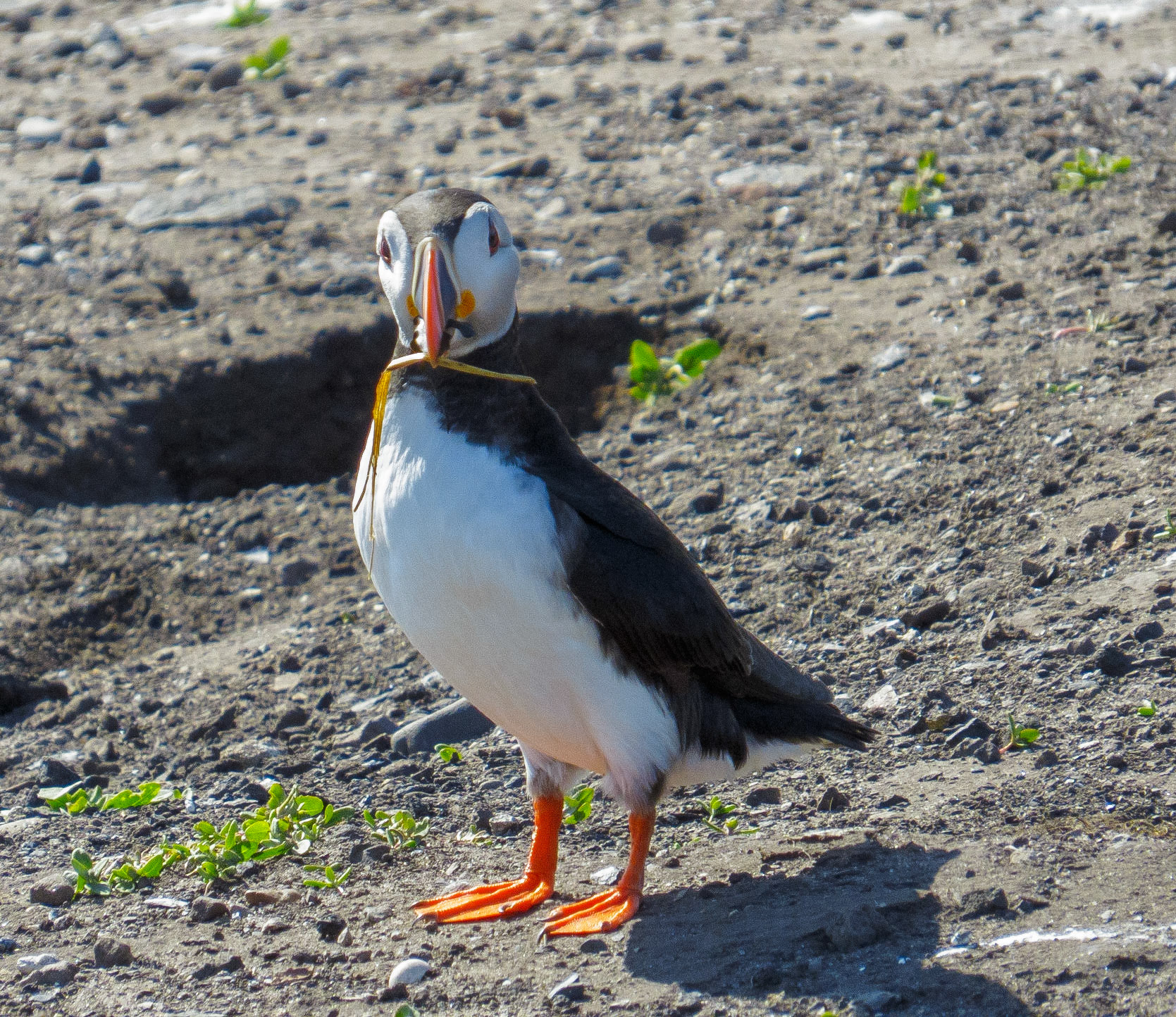 Puffin on Inner Farne, 2022