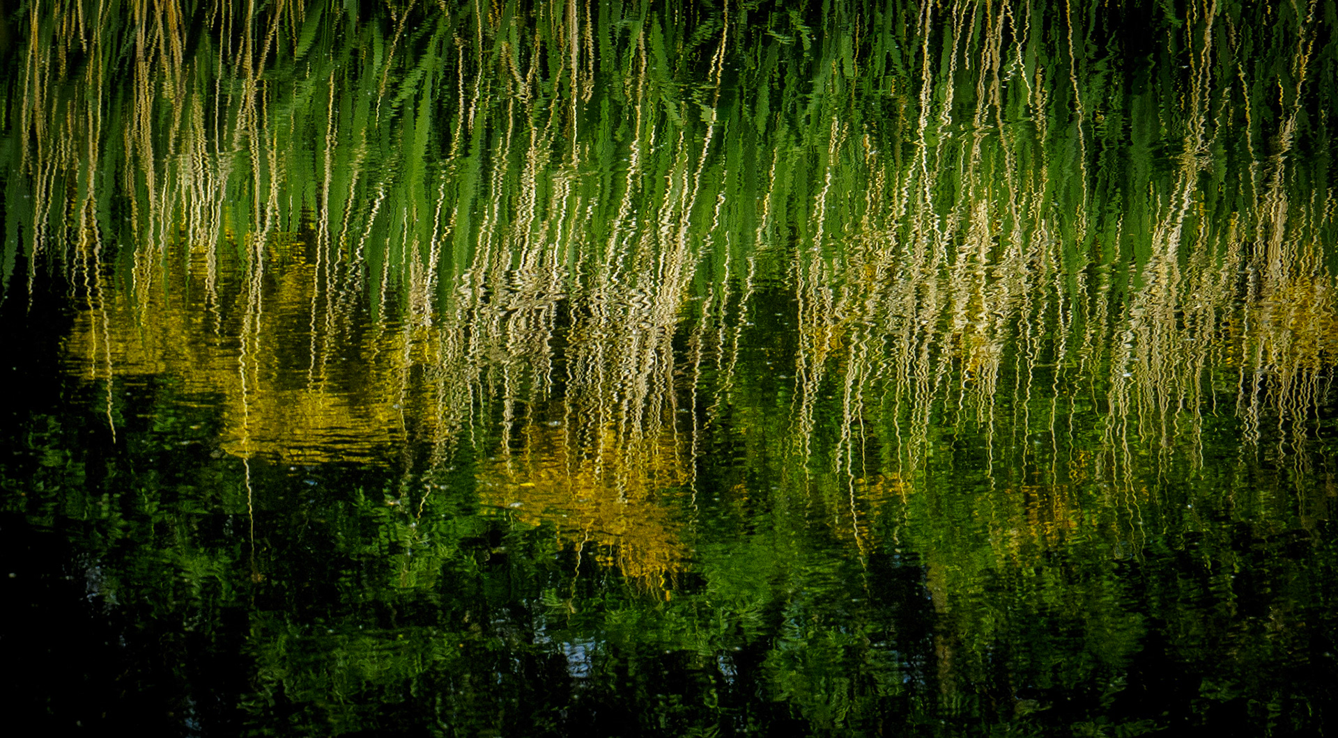 Reeds, Helix Park, 2021