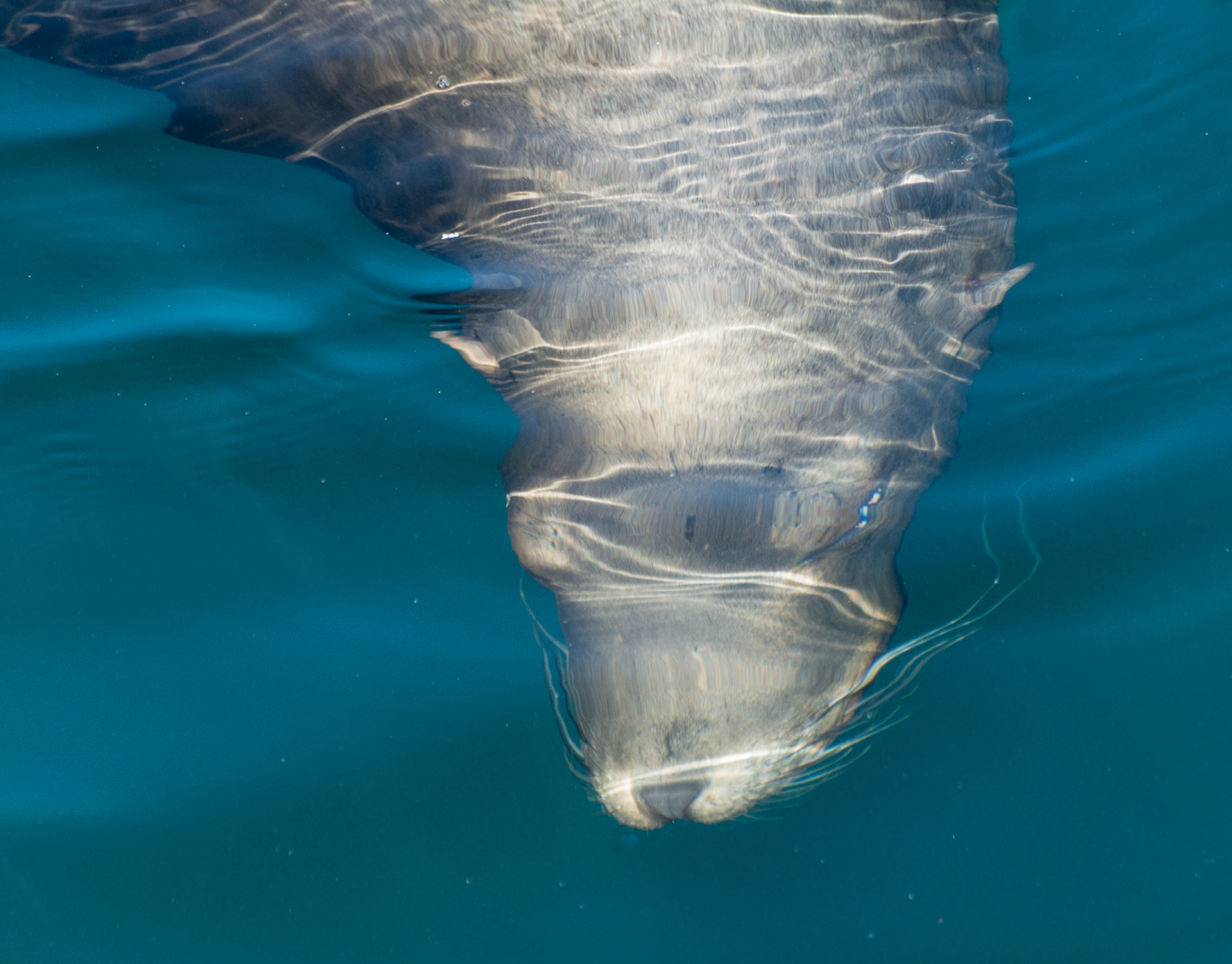 Sea Lion, Monterey, 2015