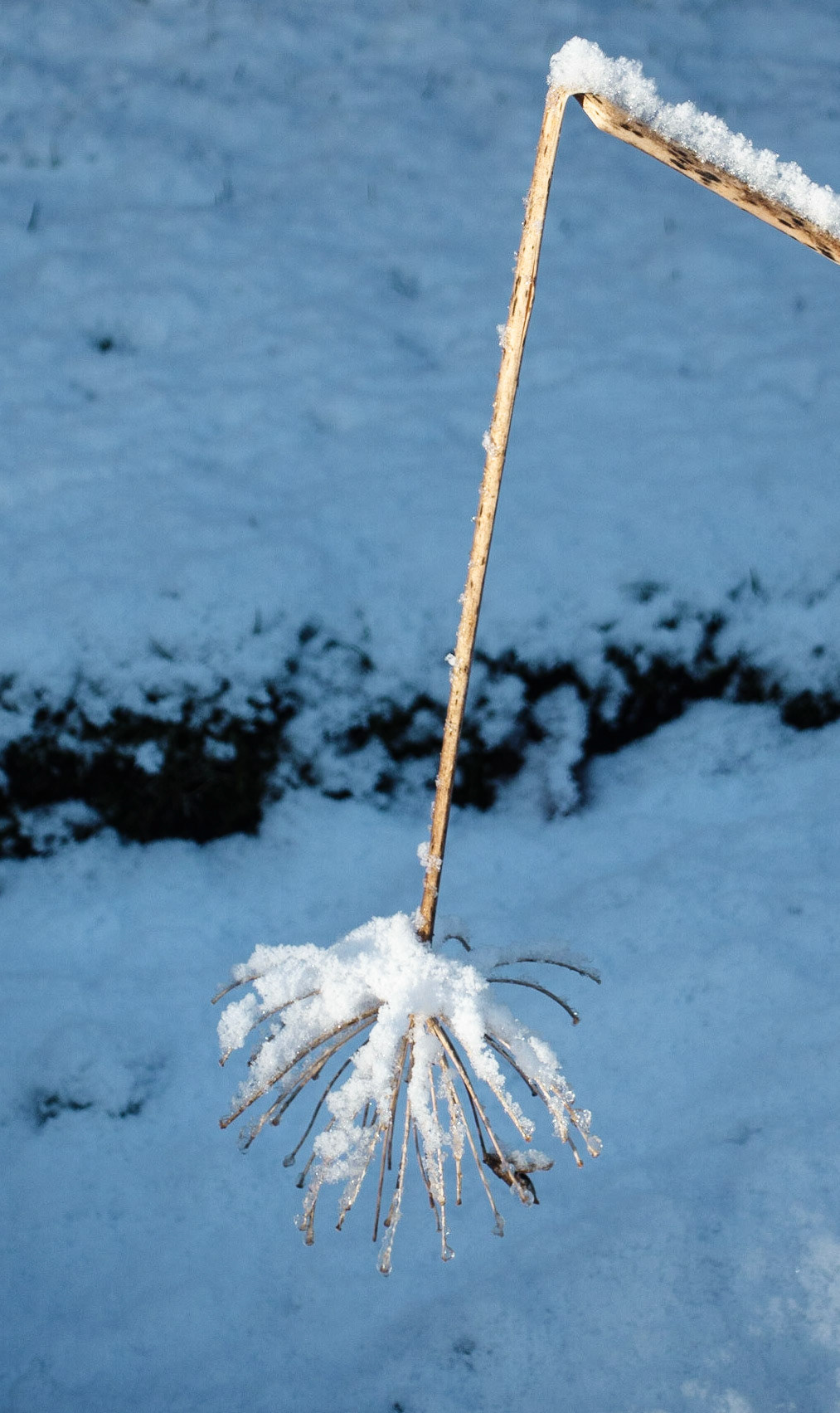 Agapanthus in winter, Janebank, 2021