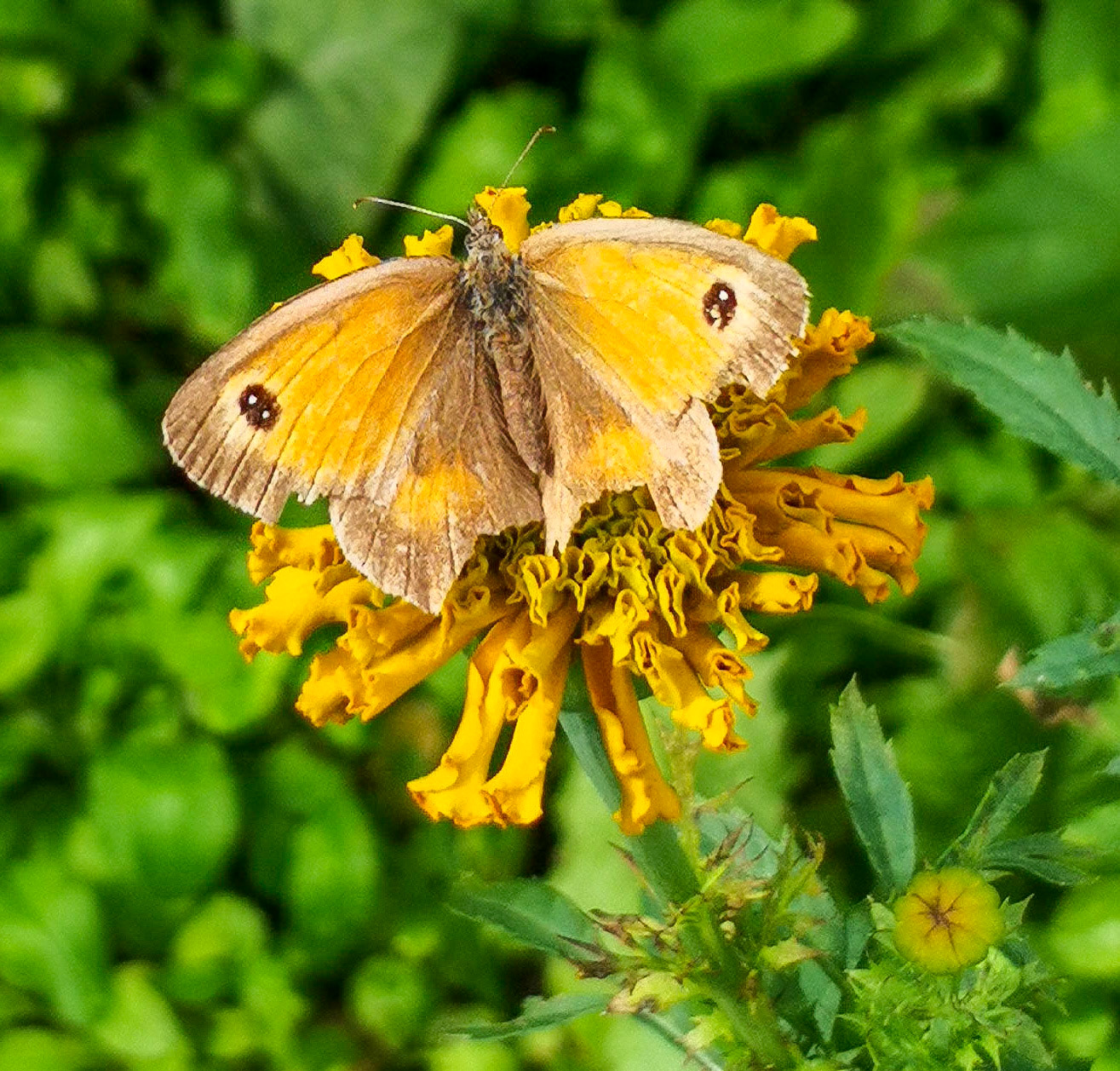 Butterfly, Five Oaks, 2021