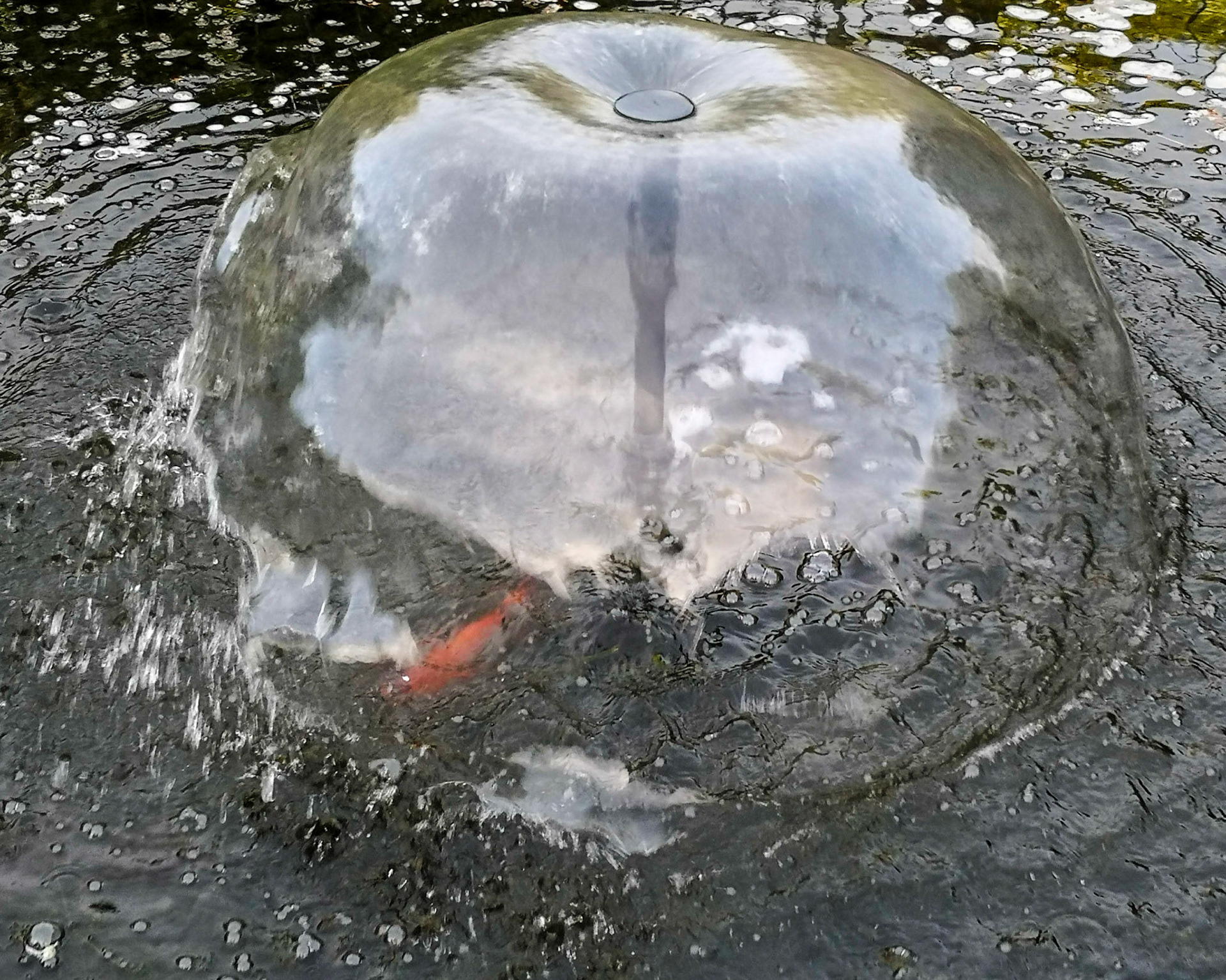 Fish pond, Five Oaks, 2019