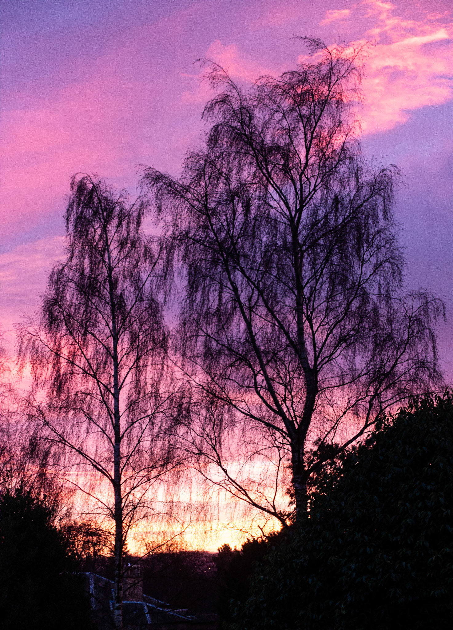 Birch trees at sunrise, Janebank, 2020