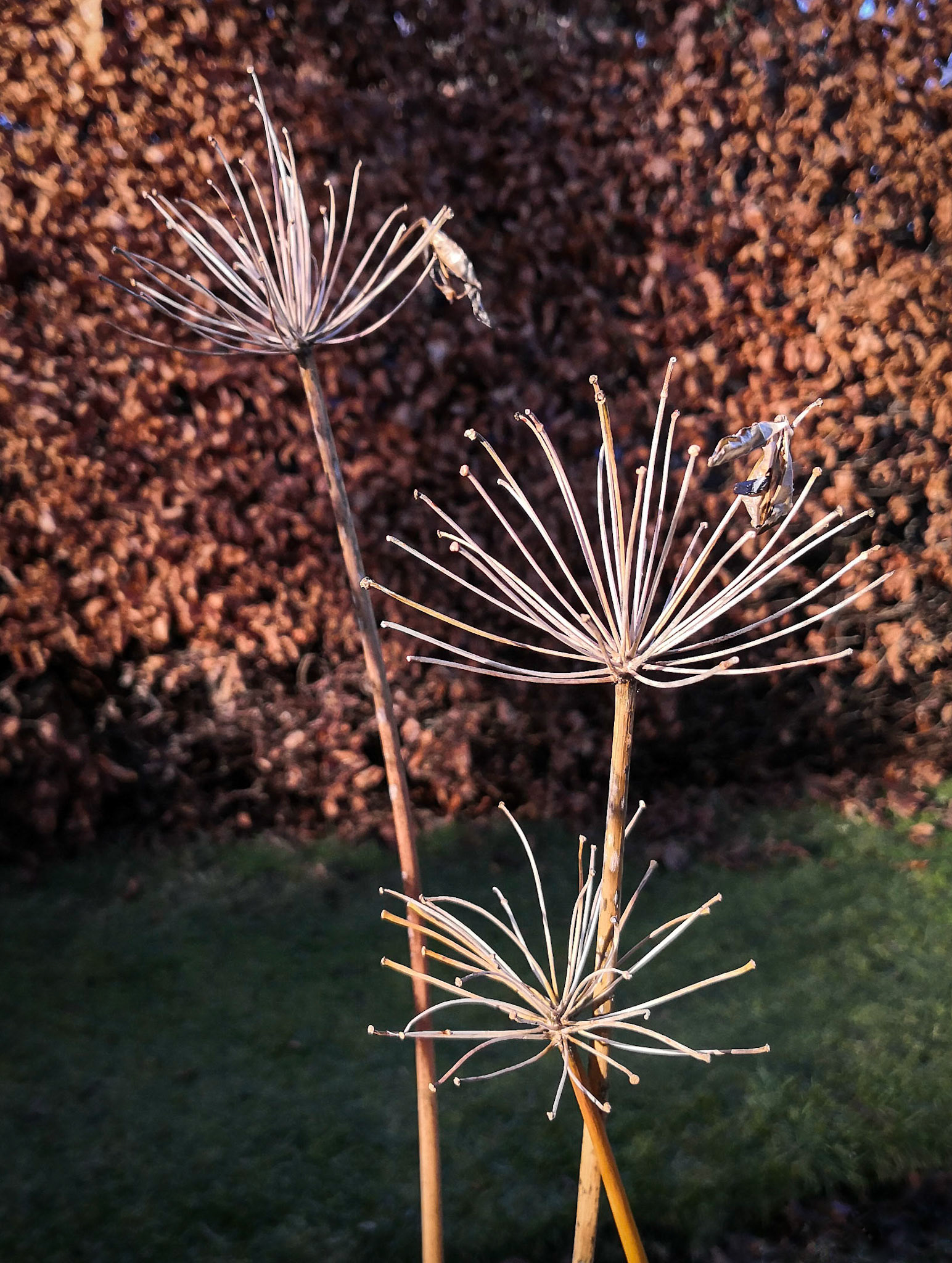 Agapanthus, Janebank, 2022