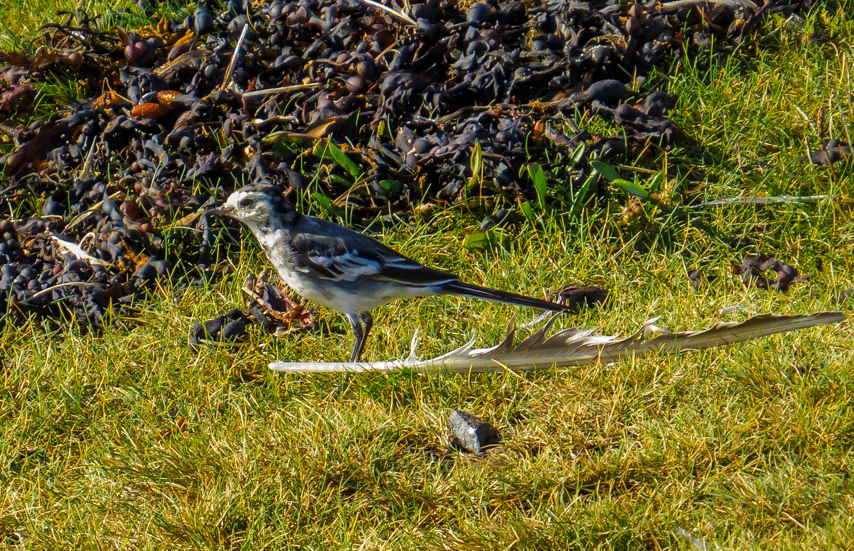 Pied Wagtail, Longniddry Bents, 2021