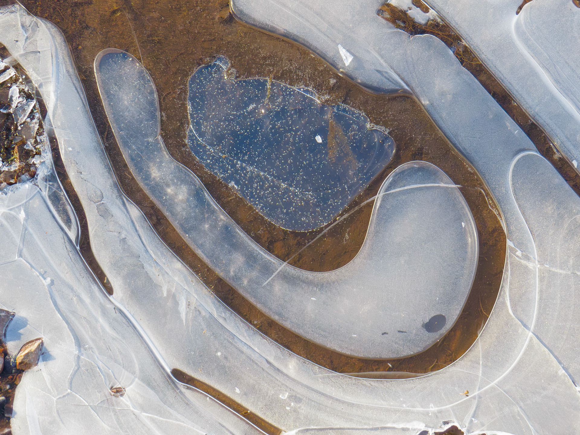 Icescape, Roslin, 2026