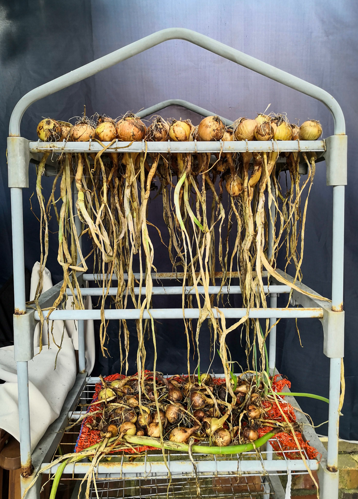 Colin and Annette's garden, Five Oaks, 2021