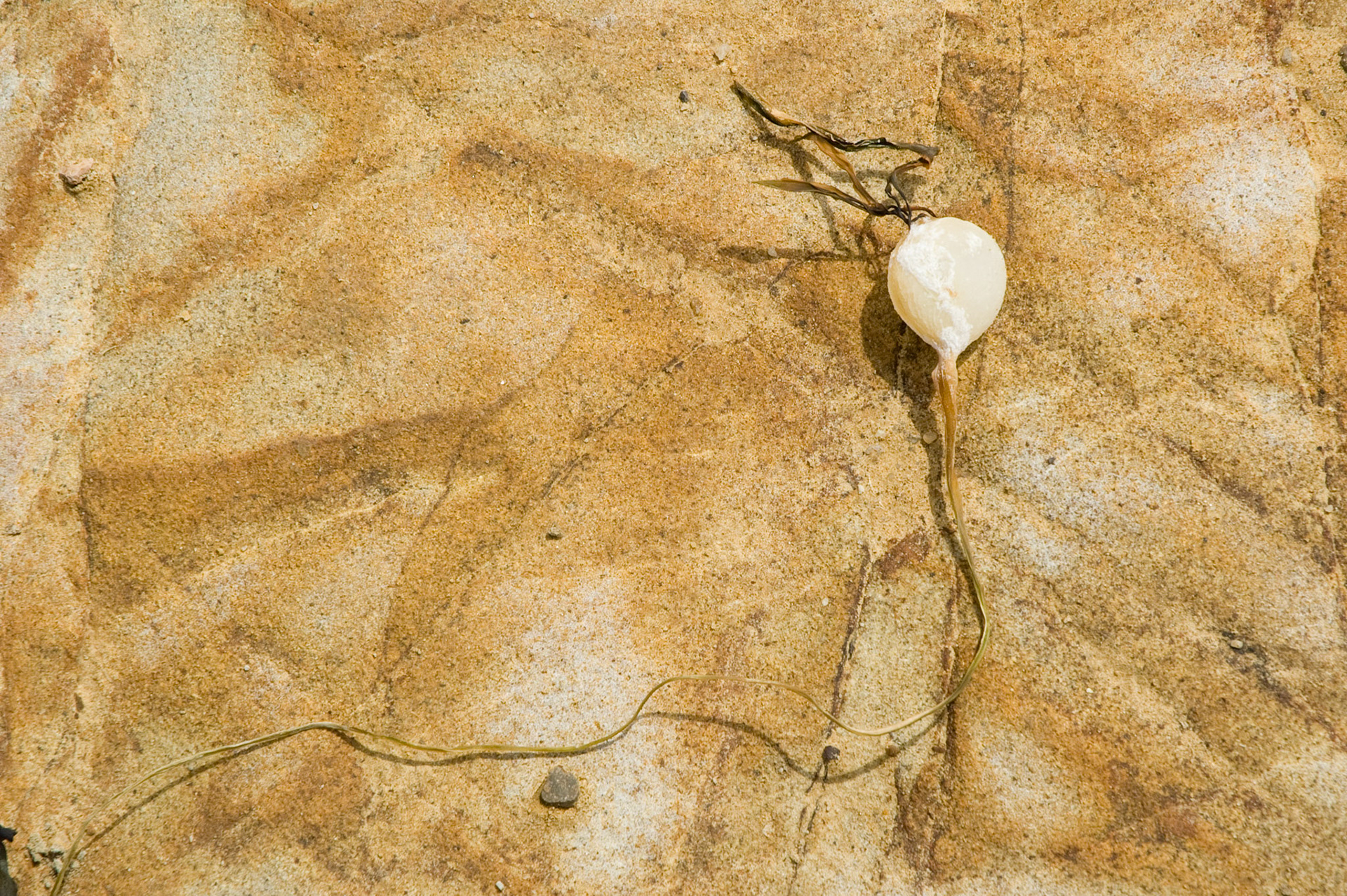 Rocks, Point Lobos, California, April 2007