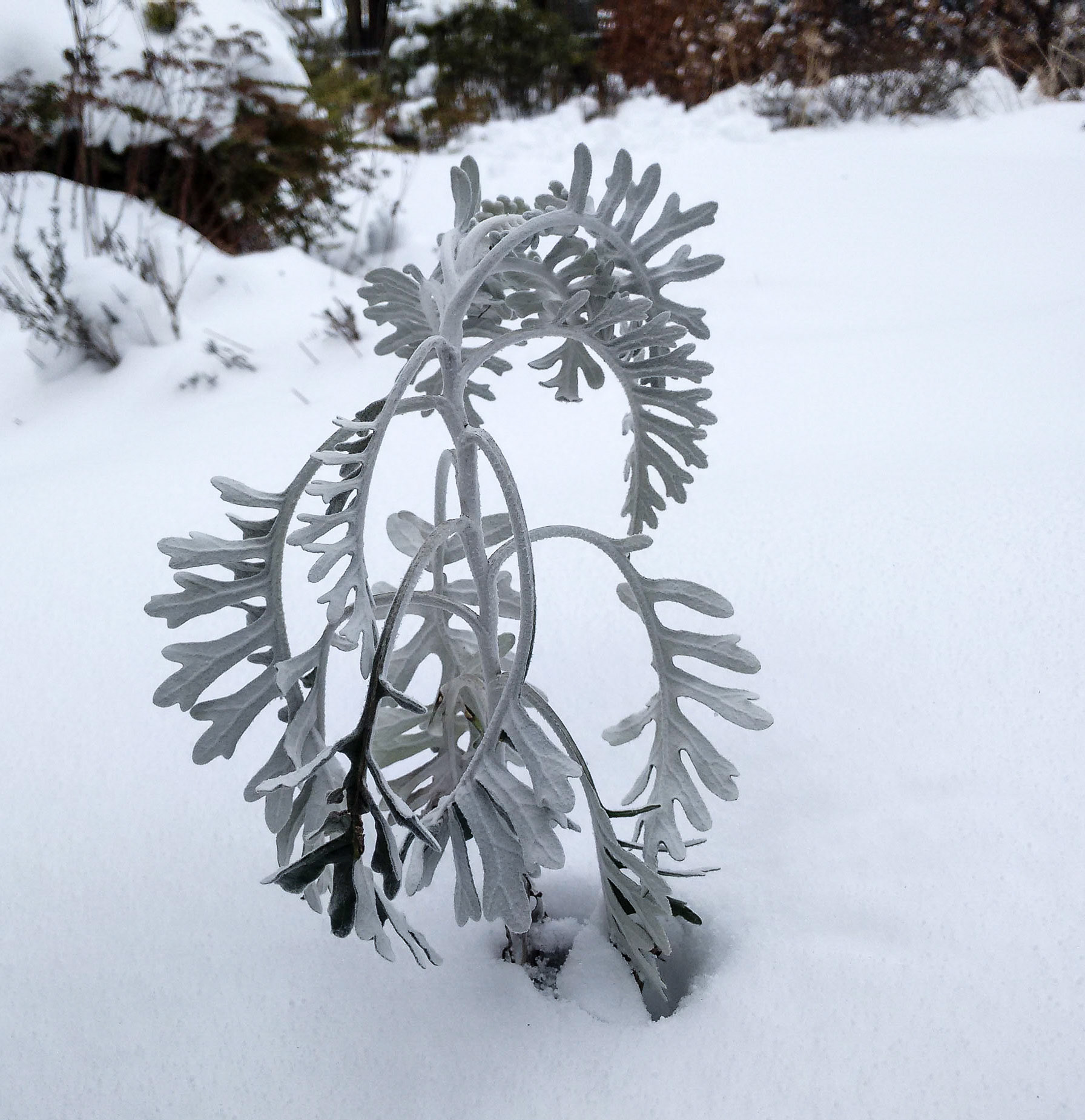 Front Garden in Winter, Janebank, 2018