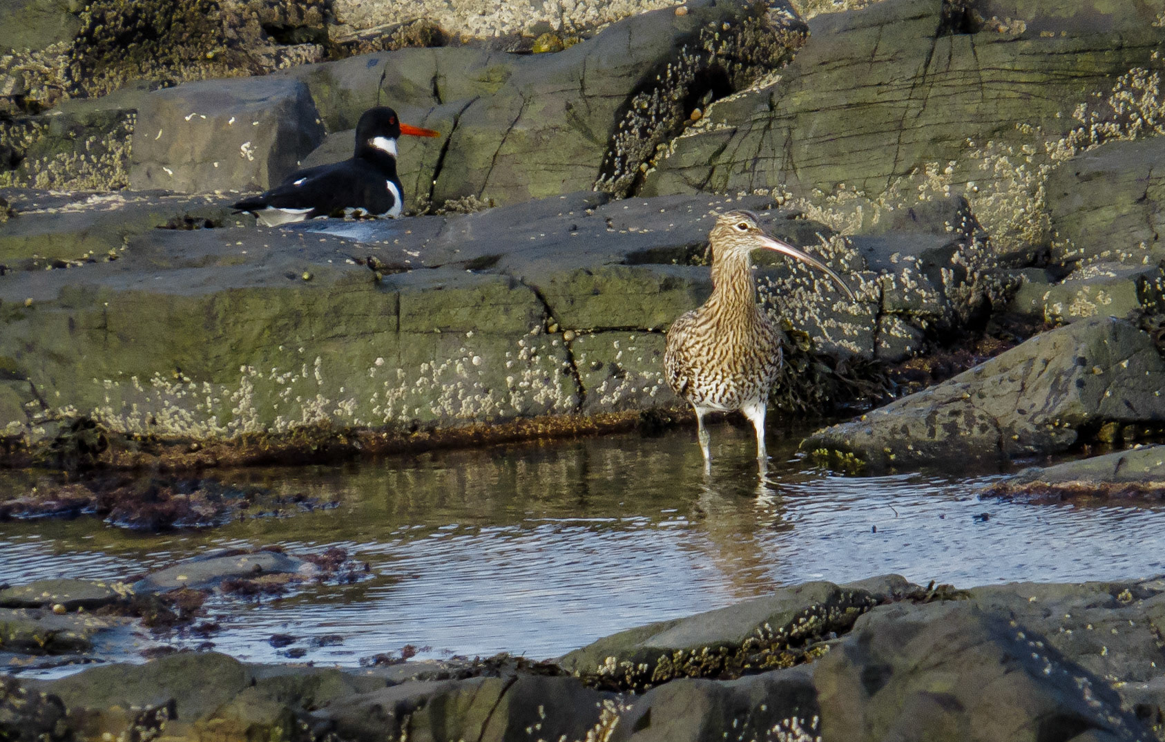 Longniddry Bents, 2021