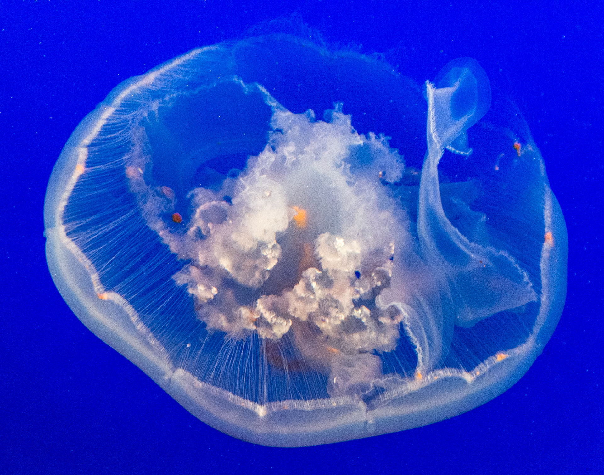 Jellyfish, Monterey Bay Aquarium, California, 2015