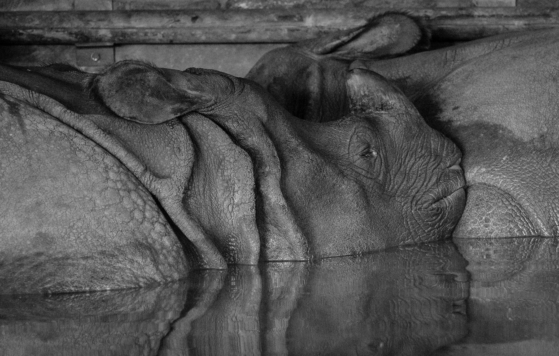 Rhinoceros in pool, Edinburgh Zoo, 2012